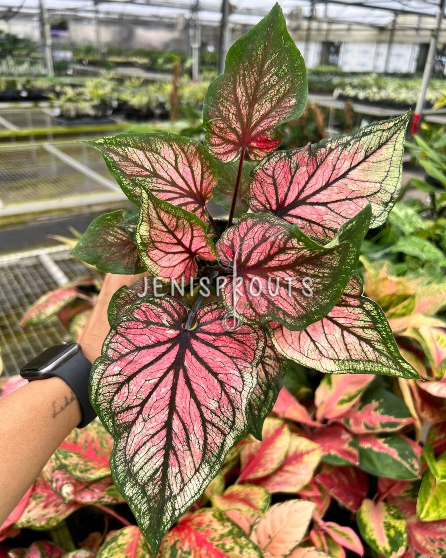 4" Caladium Dance Queen