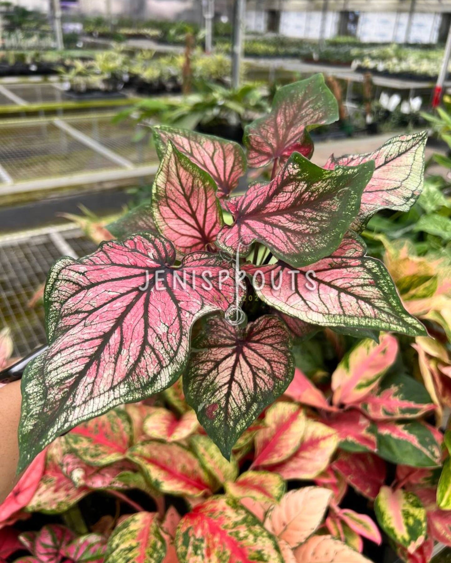 4" Caladium Dance Queen