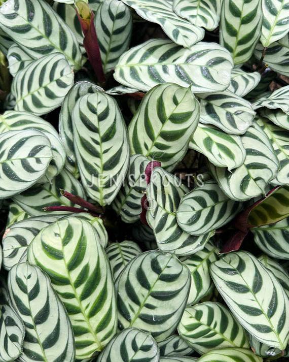 4" Calathea Burle Marx