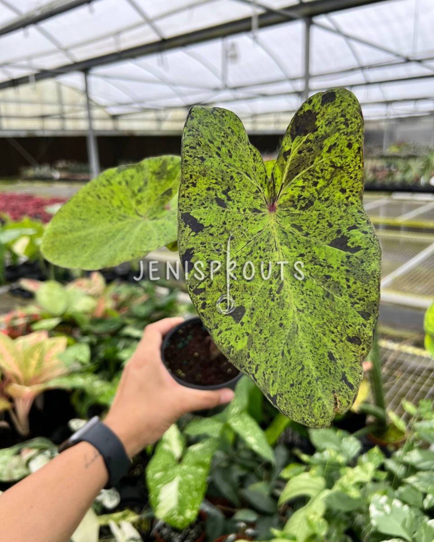 4" Colocasia Mojito
