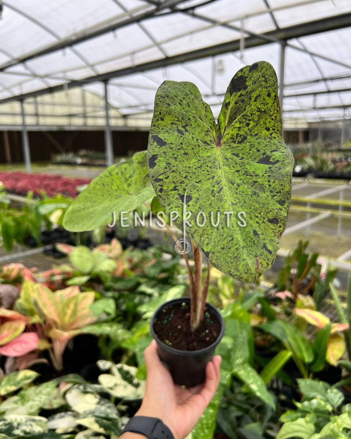 4" Colocasia Mojito