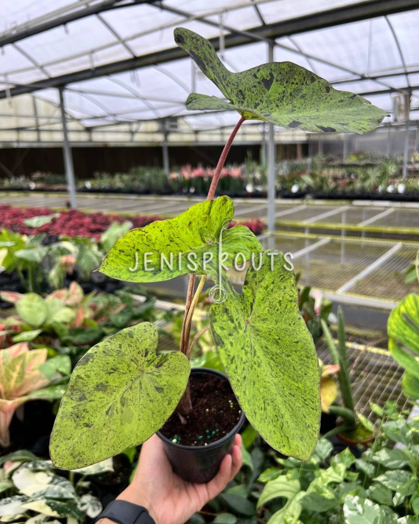 4" Colocasia Mojito
