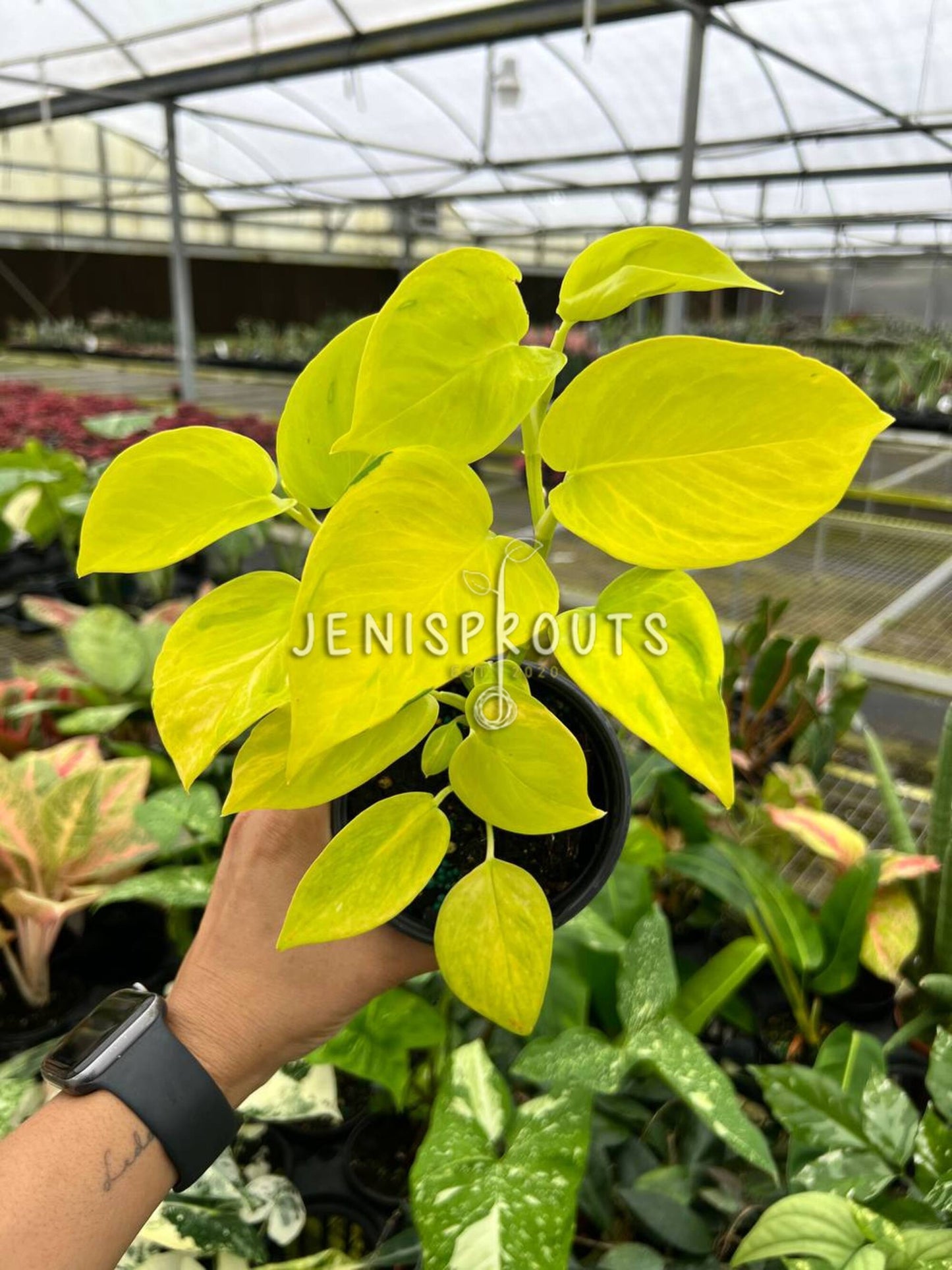 4" Epipremnum Champs Elysees