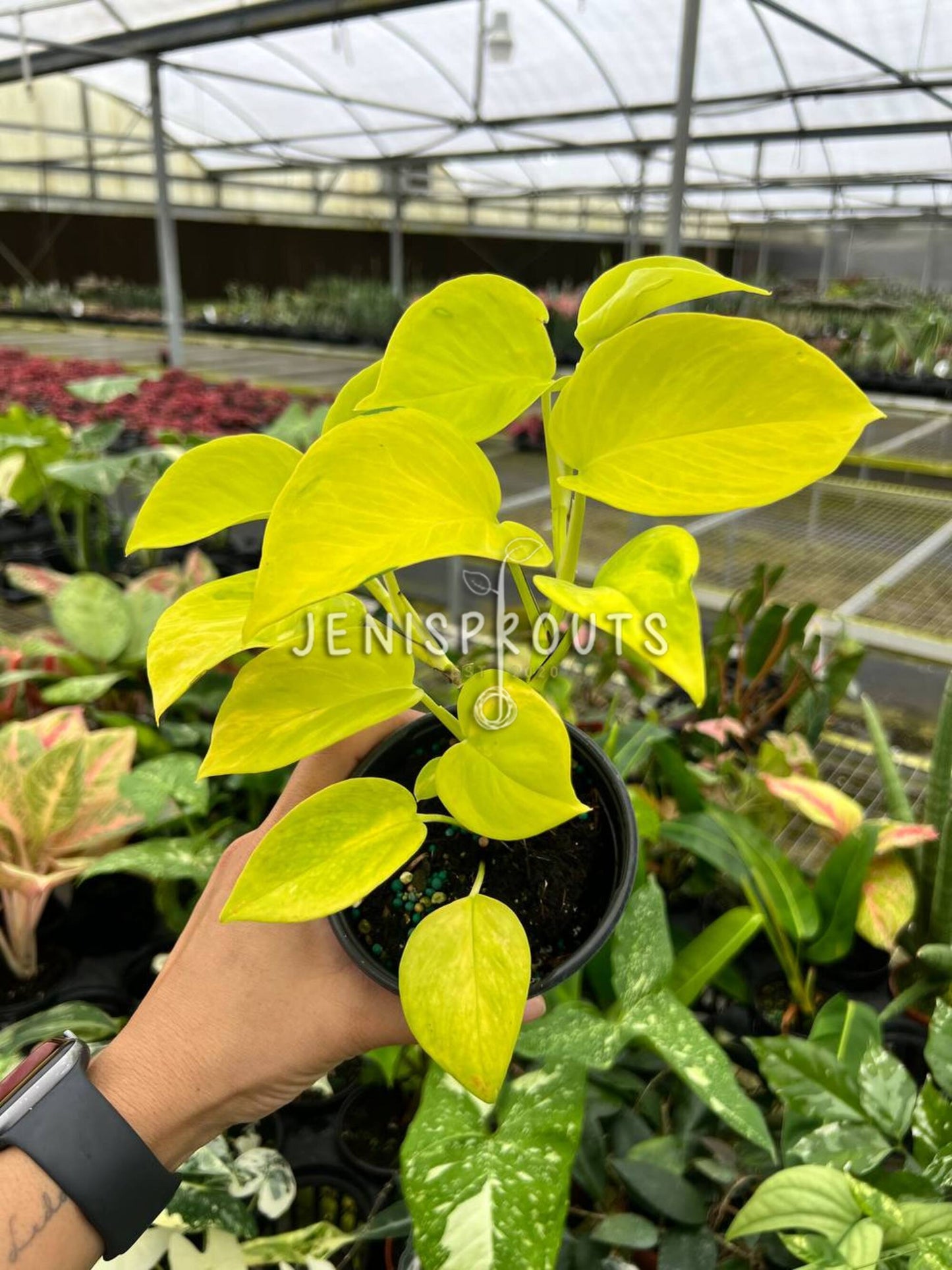 4" Epipremnum Champs Elysees