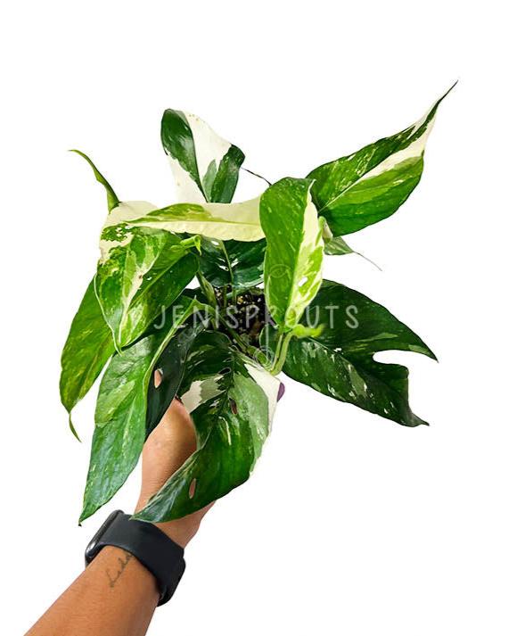 4" Epipremnum Pinnatum Albo Variegated