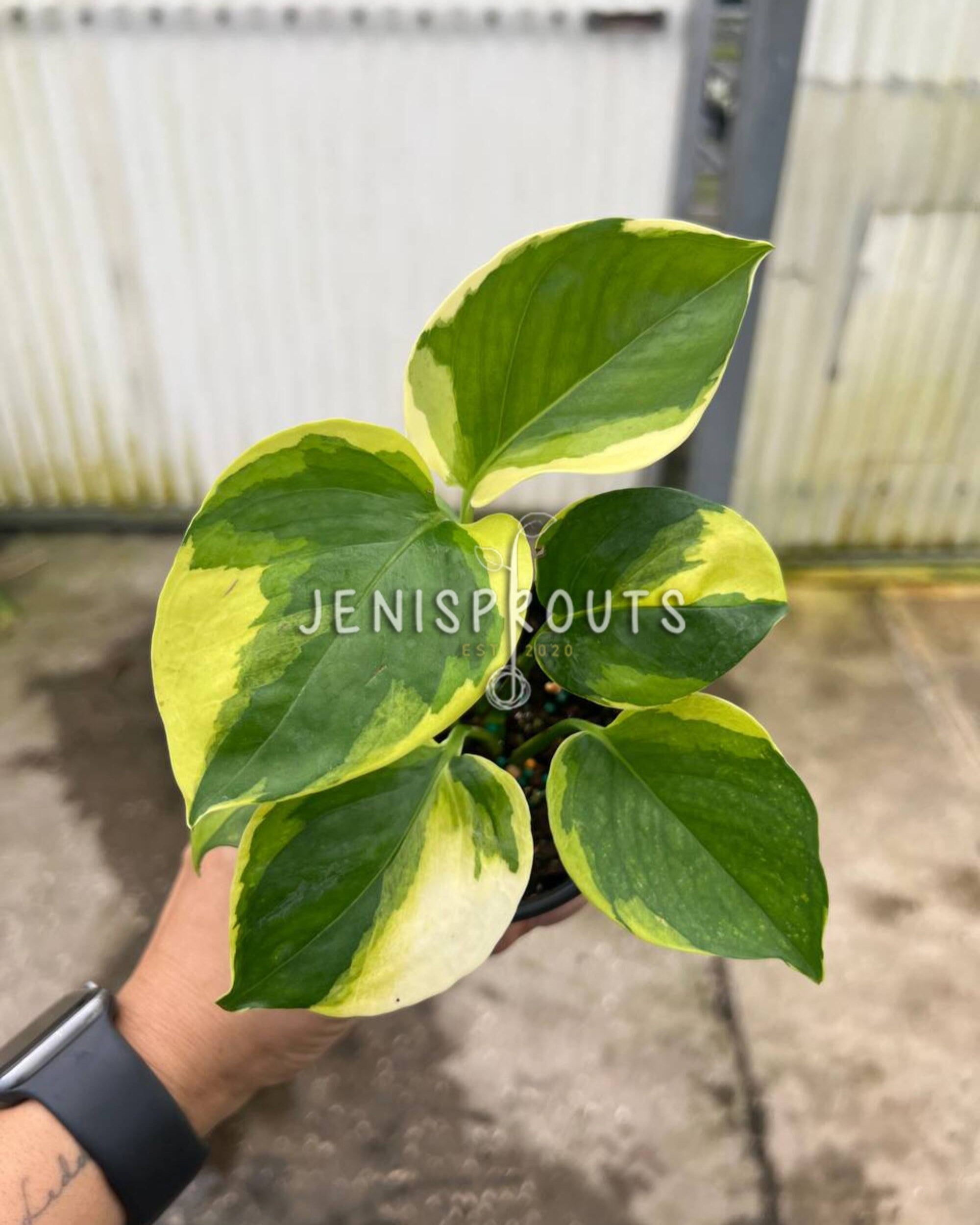 epipremnum manjula pothos 4" Epipremnum Poonsin Manjula at Jenisprouts