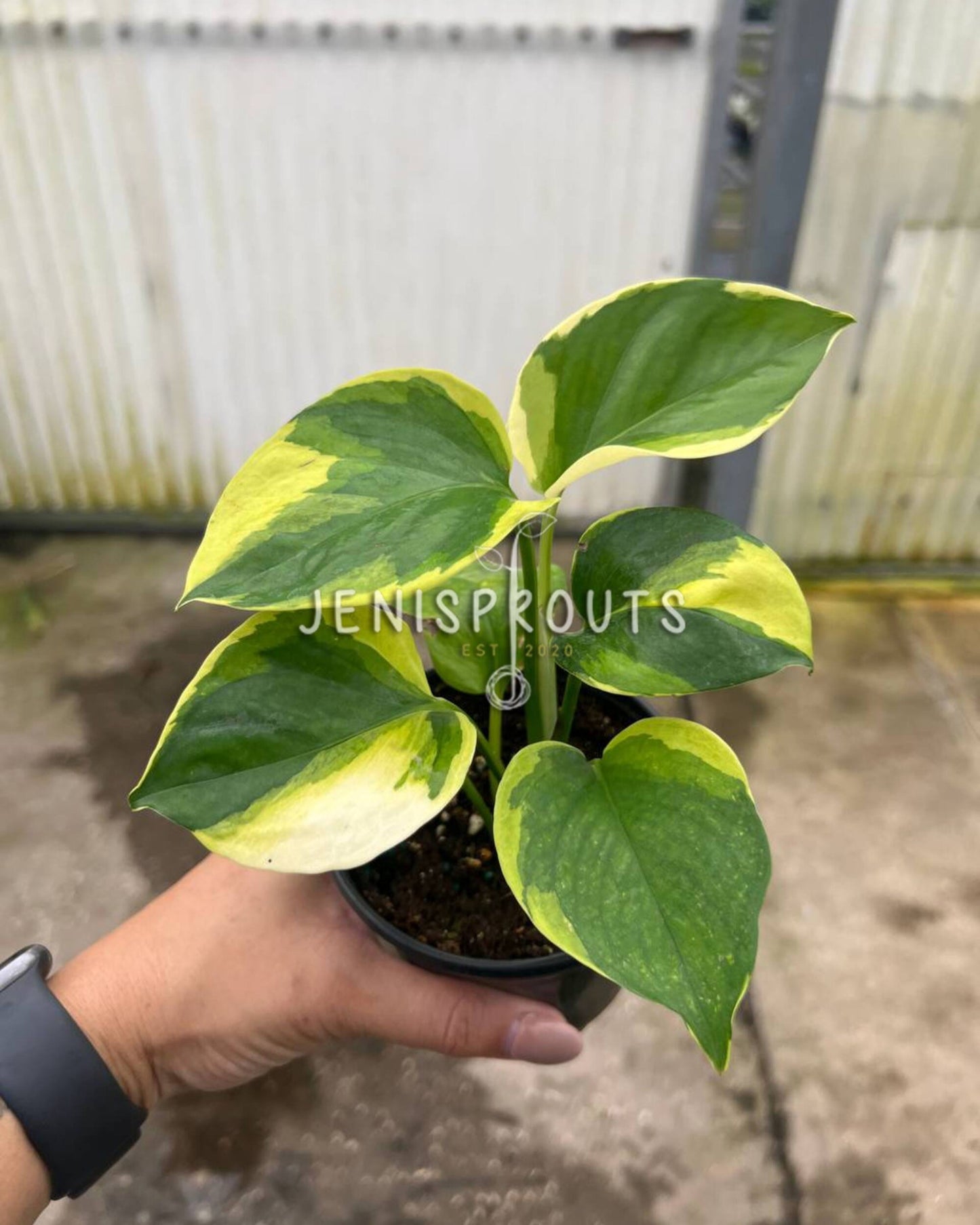 4" Epipremnum Poonsin Manjula