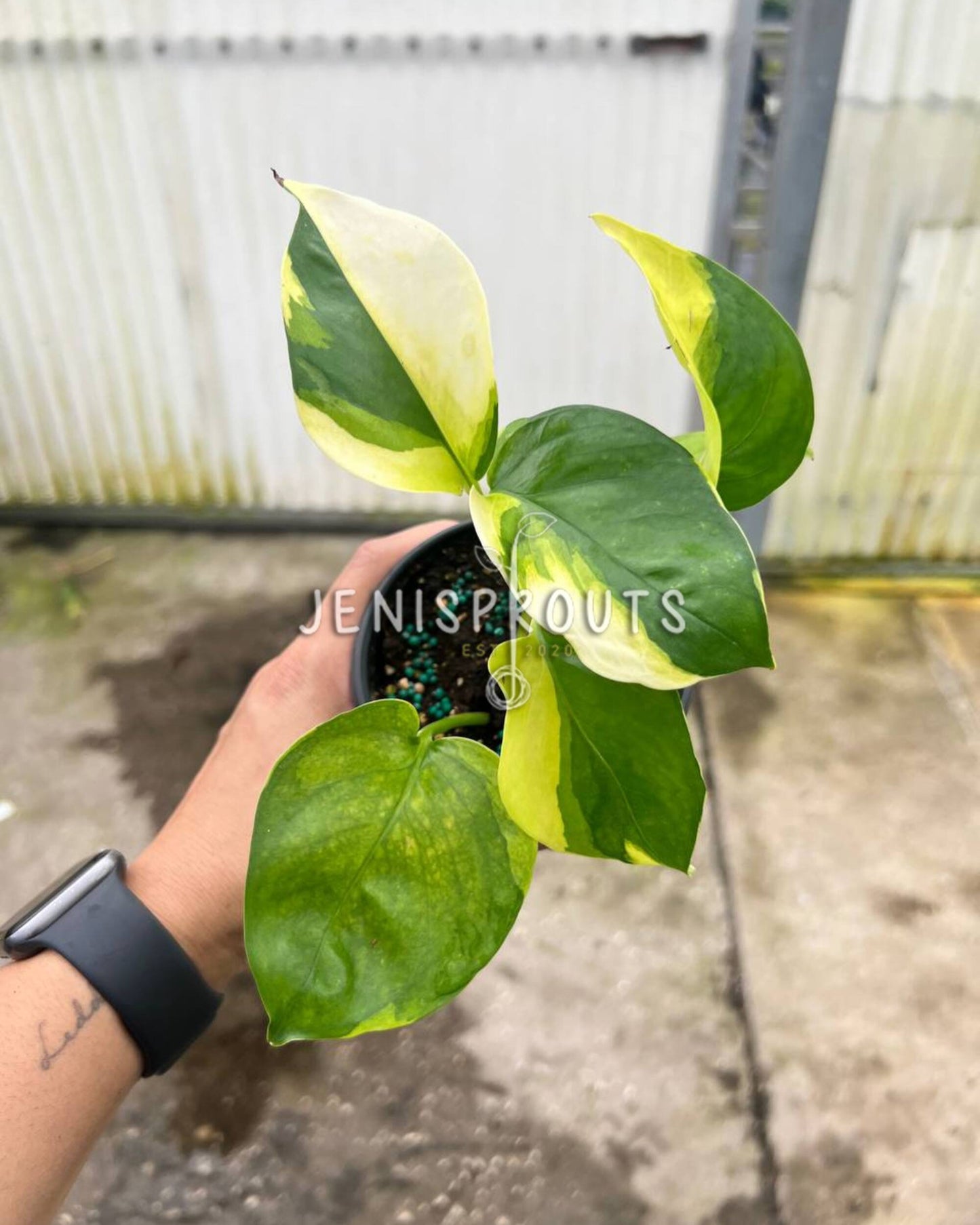 4" Epipremnum Poonsin Manjula