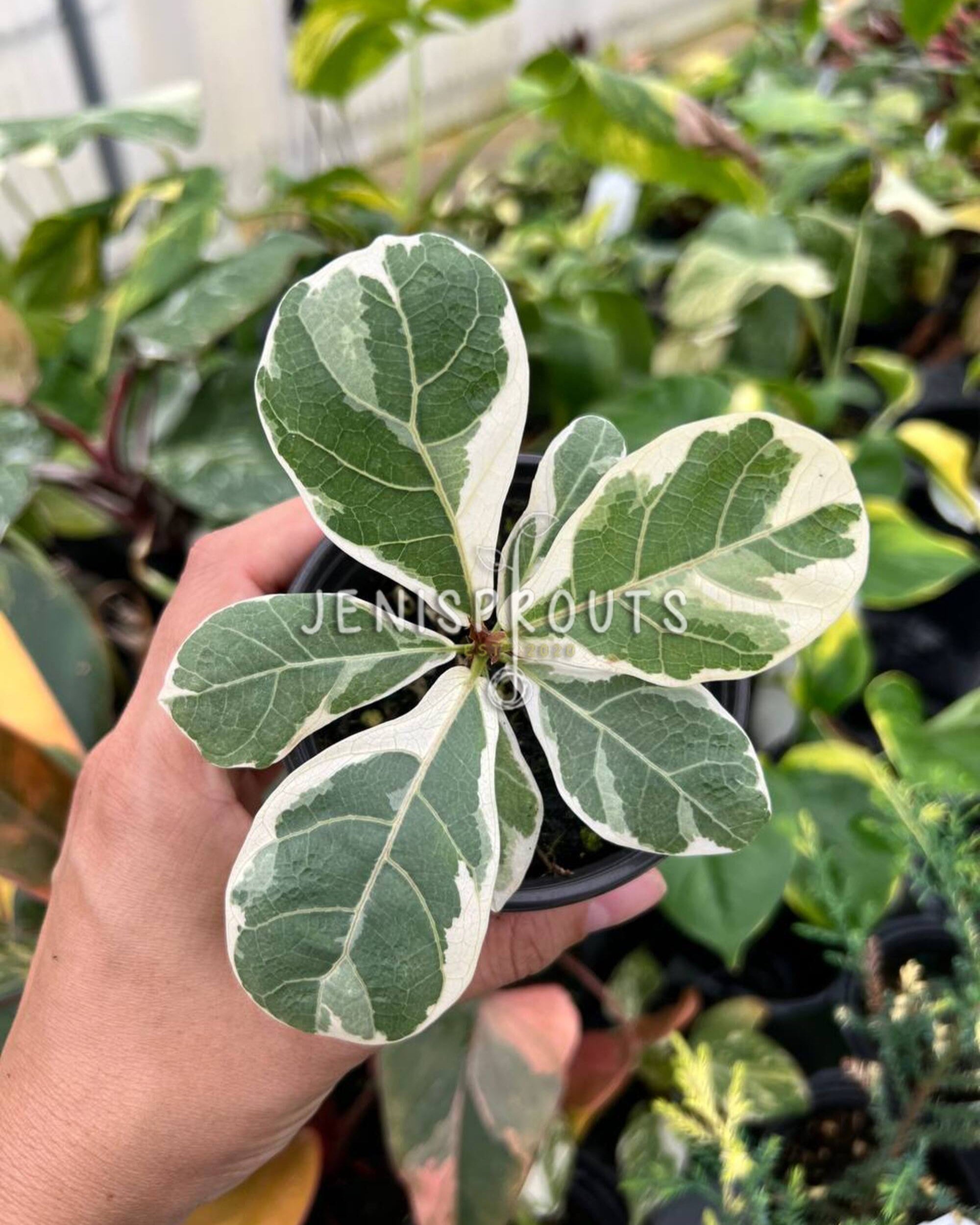ficus lyrata variegated fiddle leaf fig 4" Ficus Lyrata Variegated