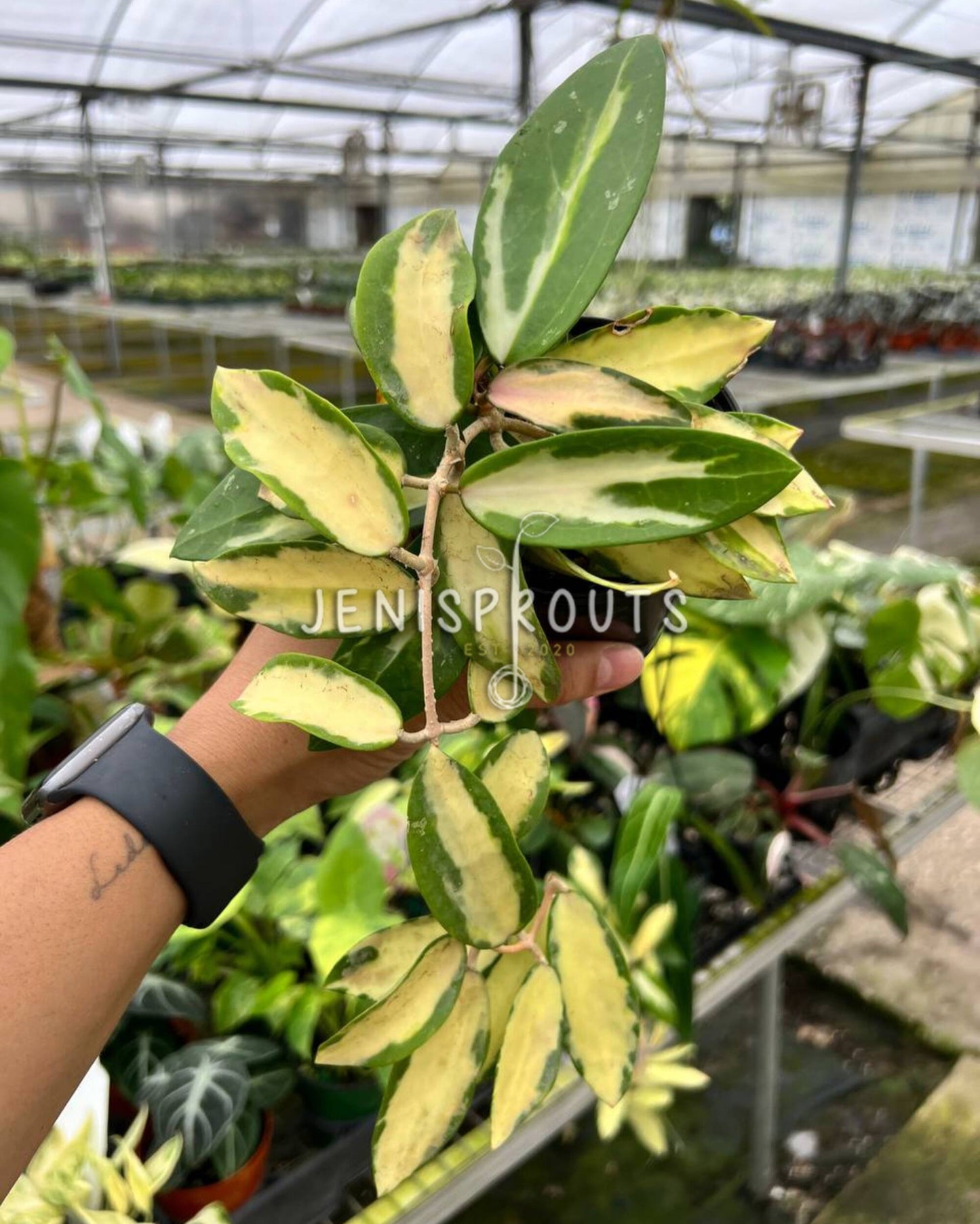 4" Hoya Acuta Variegated