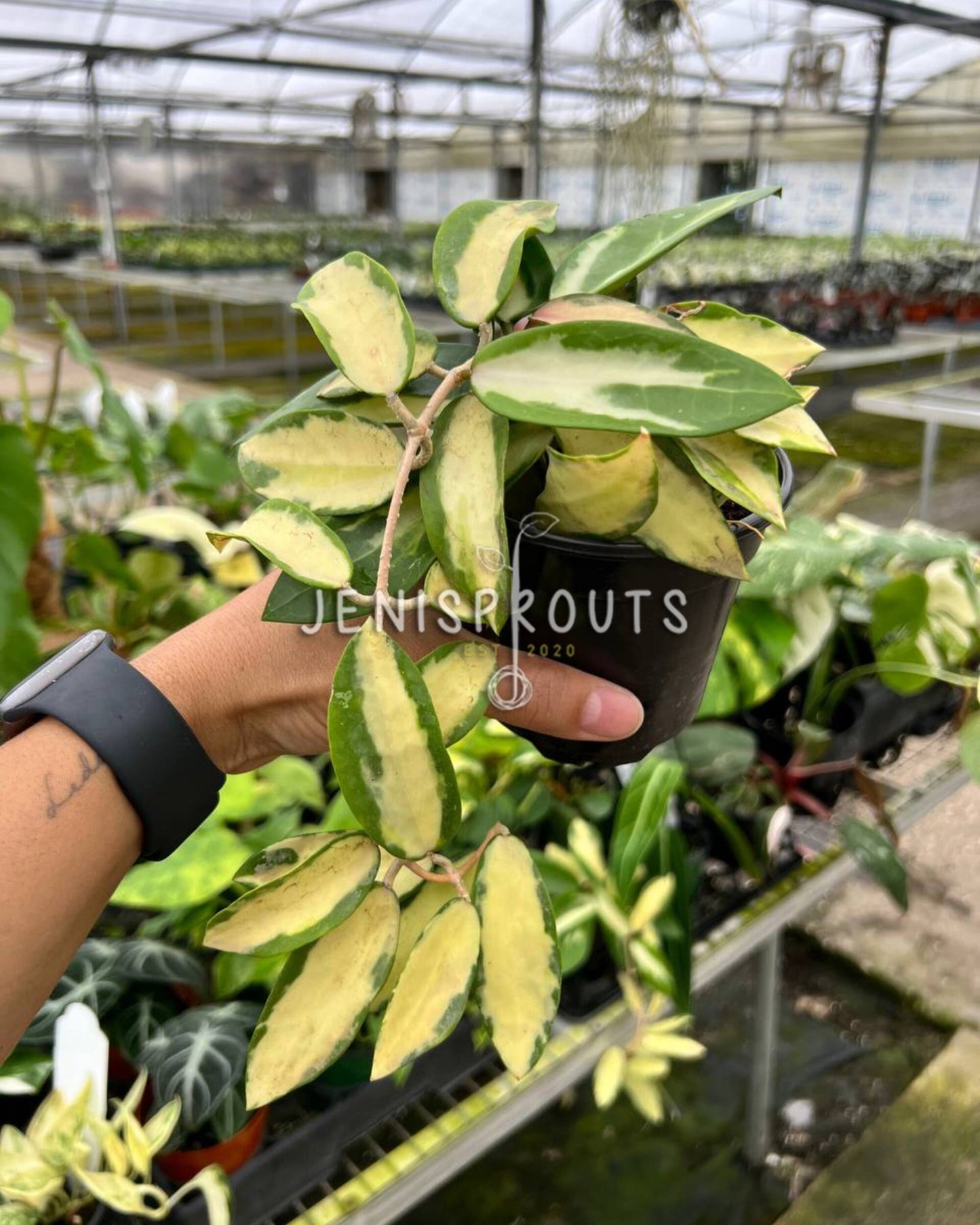 4" Hoya Acuta Variegated