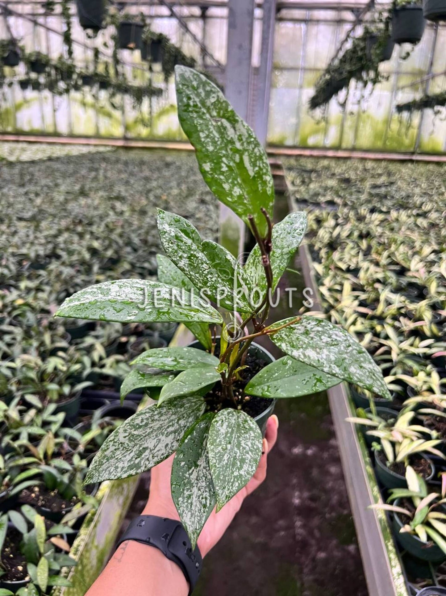 4" Hoya Pubicalyx Splash