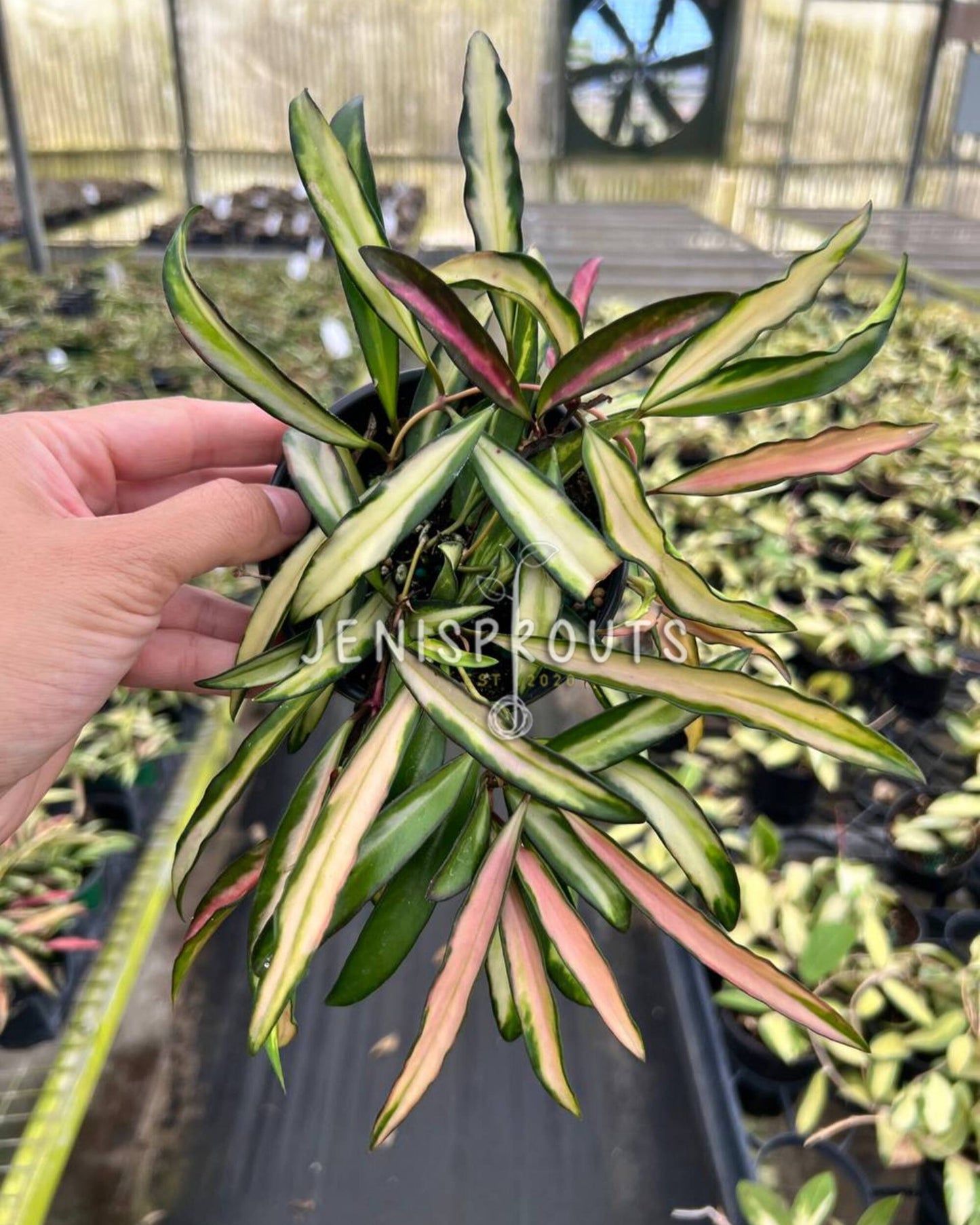4" Hoya Wayettii Variegated