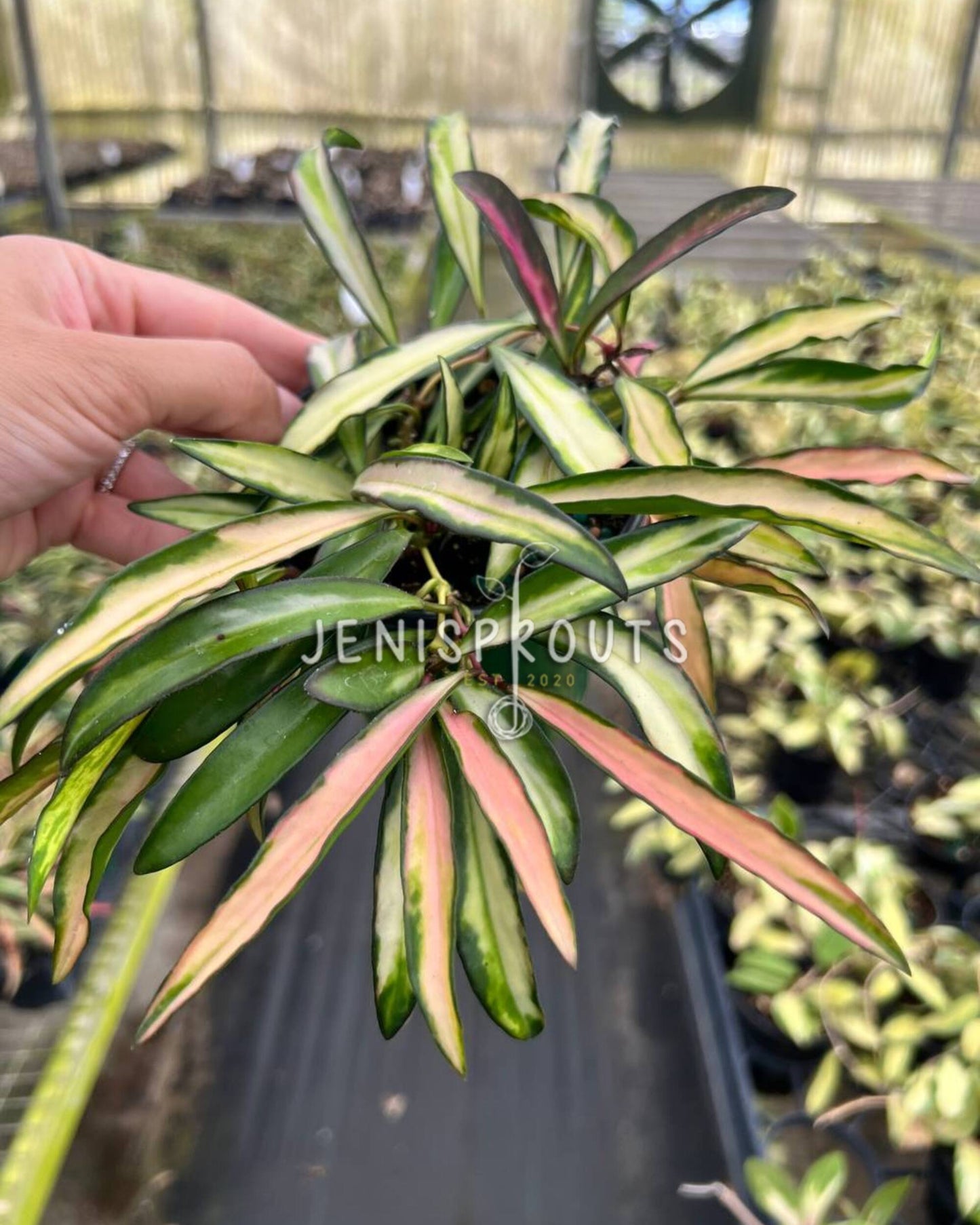 4" Hoya Wayettii Variegated