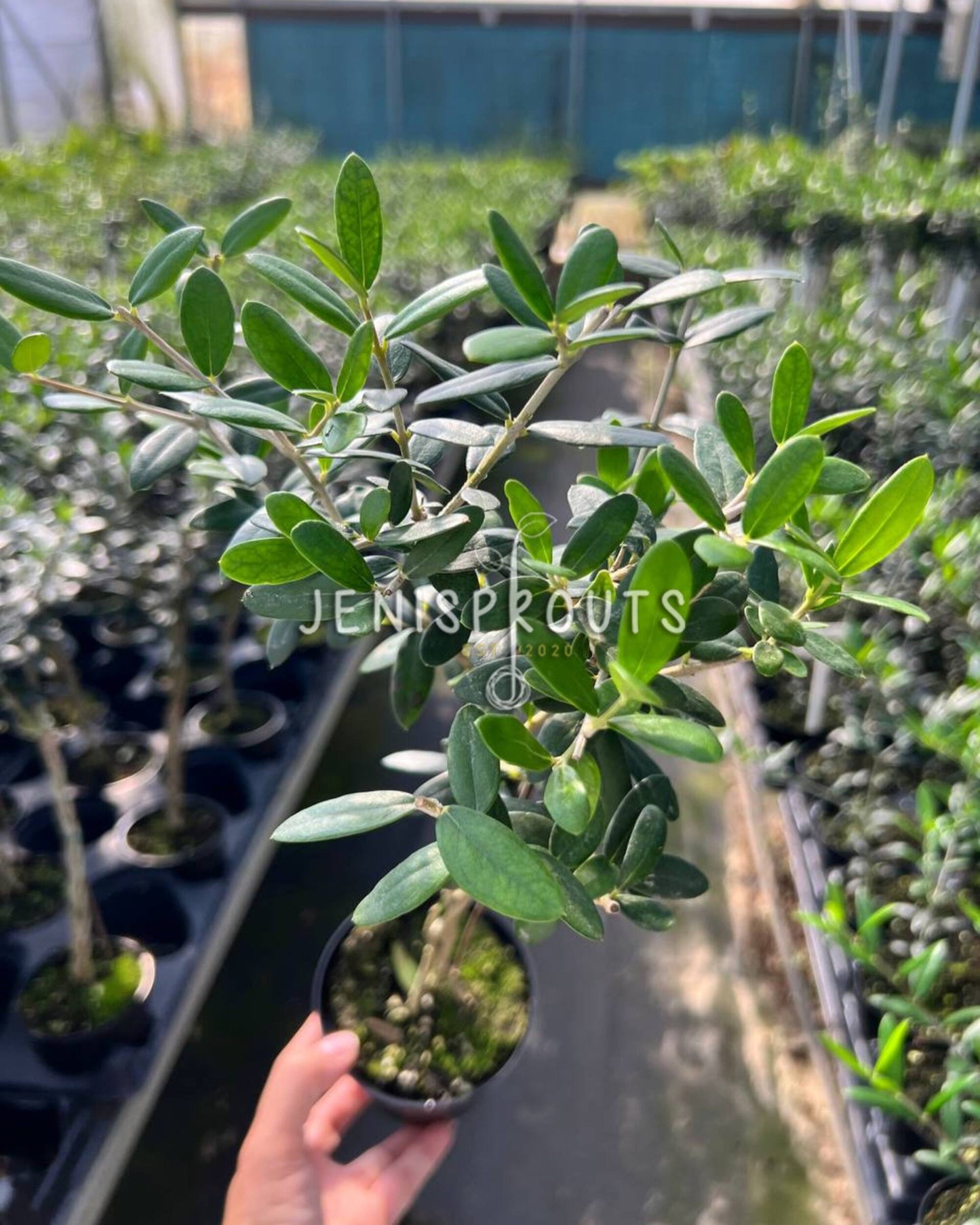4" Mini Olive Tree