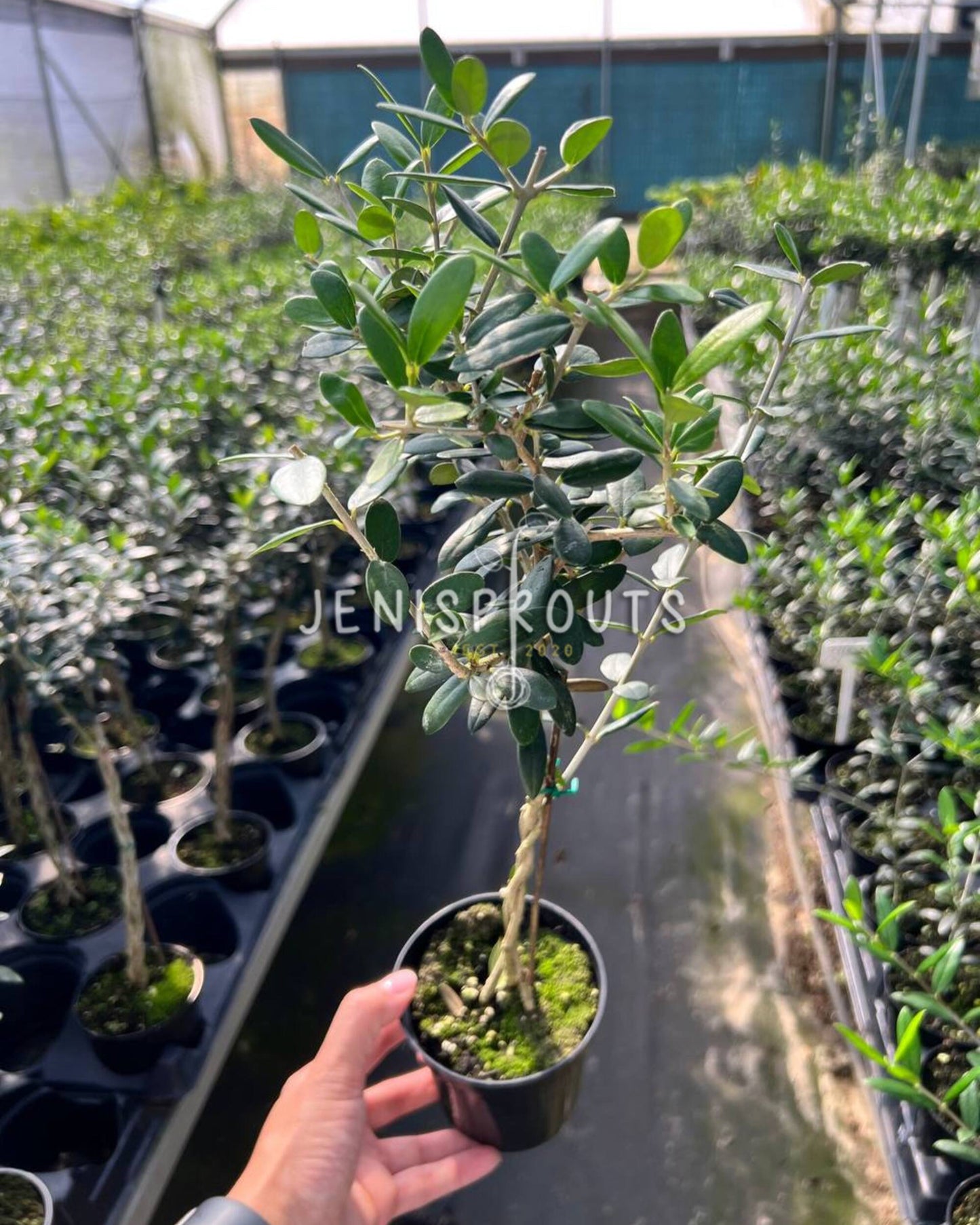 4" Mini Olive Tree