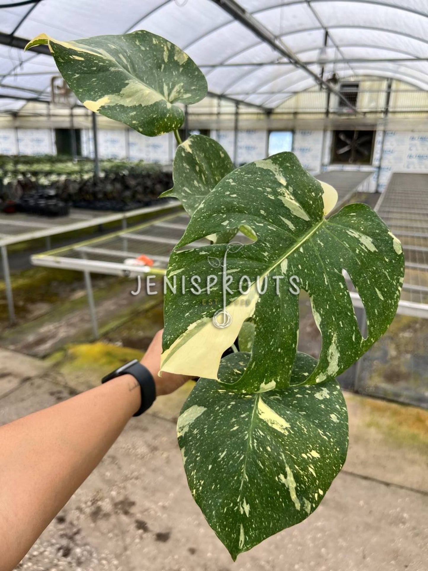4" Monstera Thai Constellation