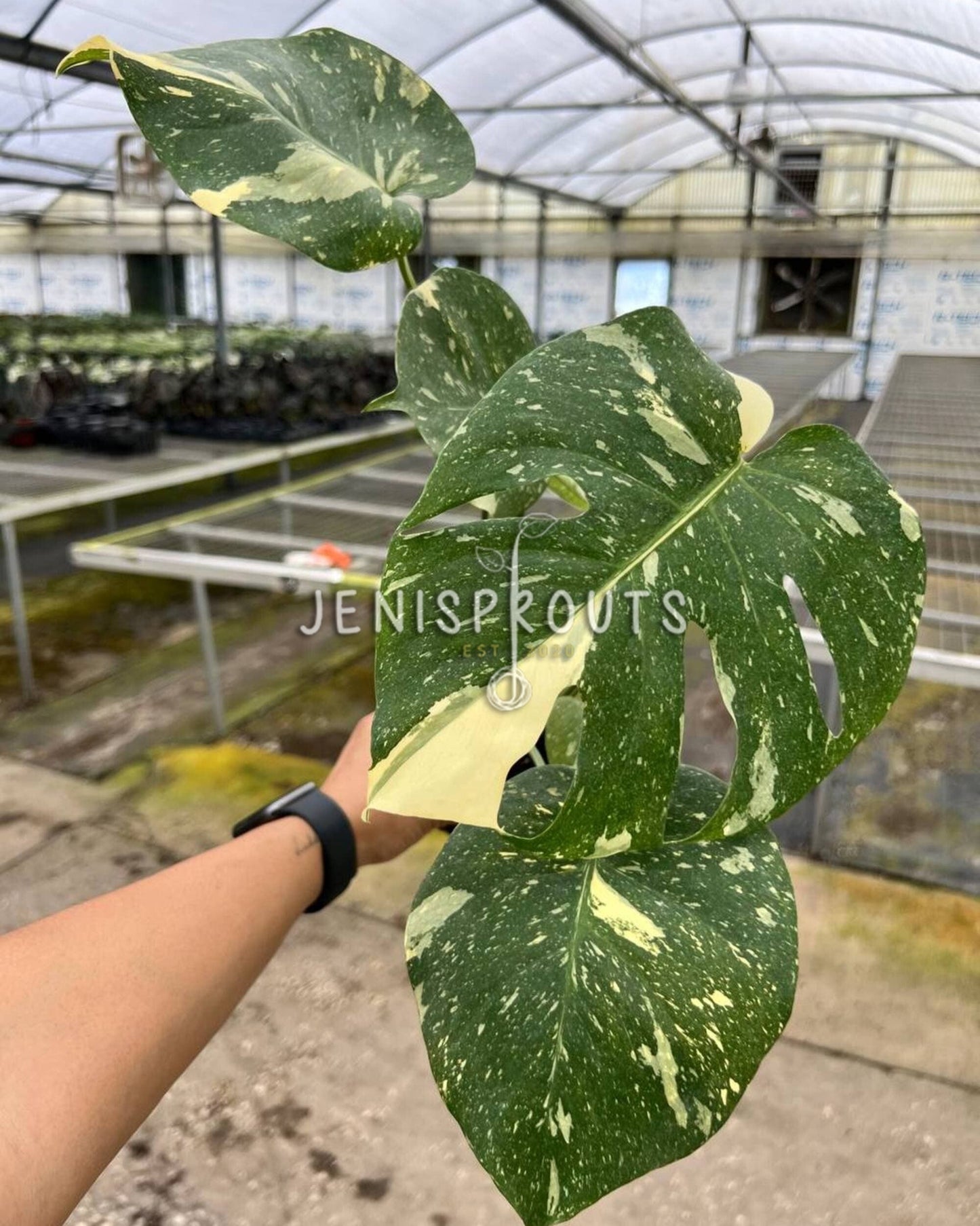 4" Monstera Thai Constellation