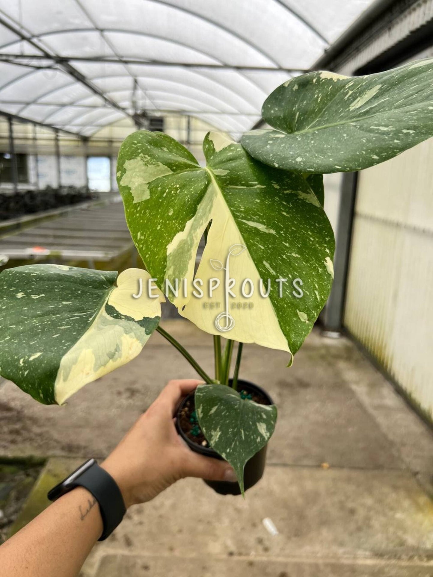 4" Monstera Thai Constellation