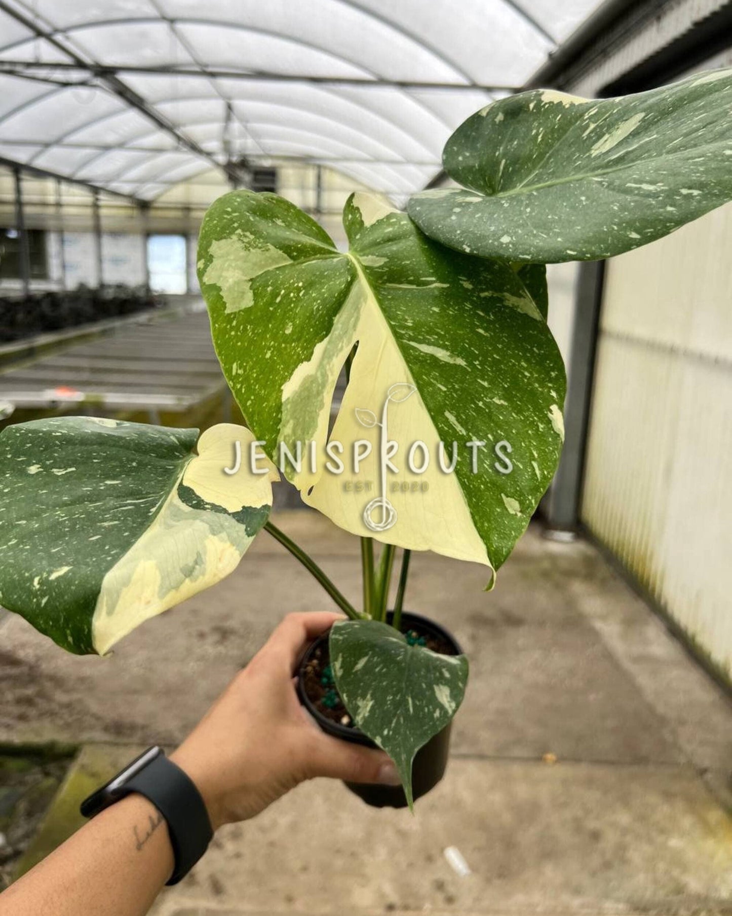 4" Monstera Thai Constellation