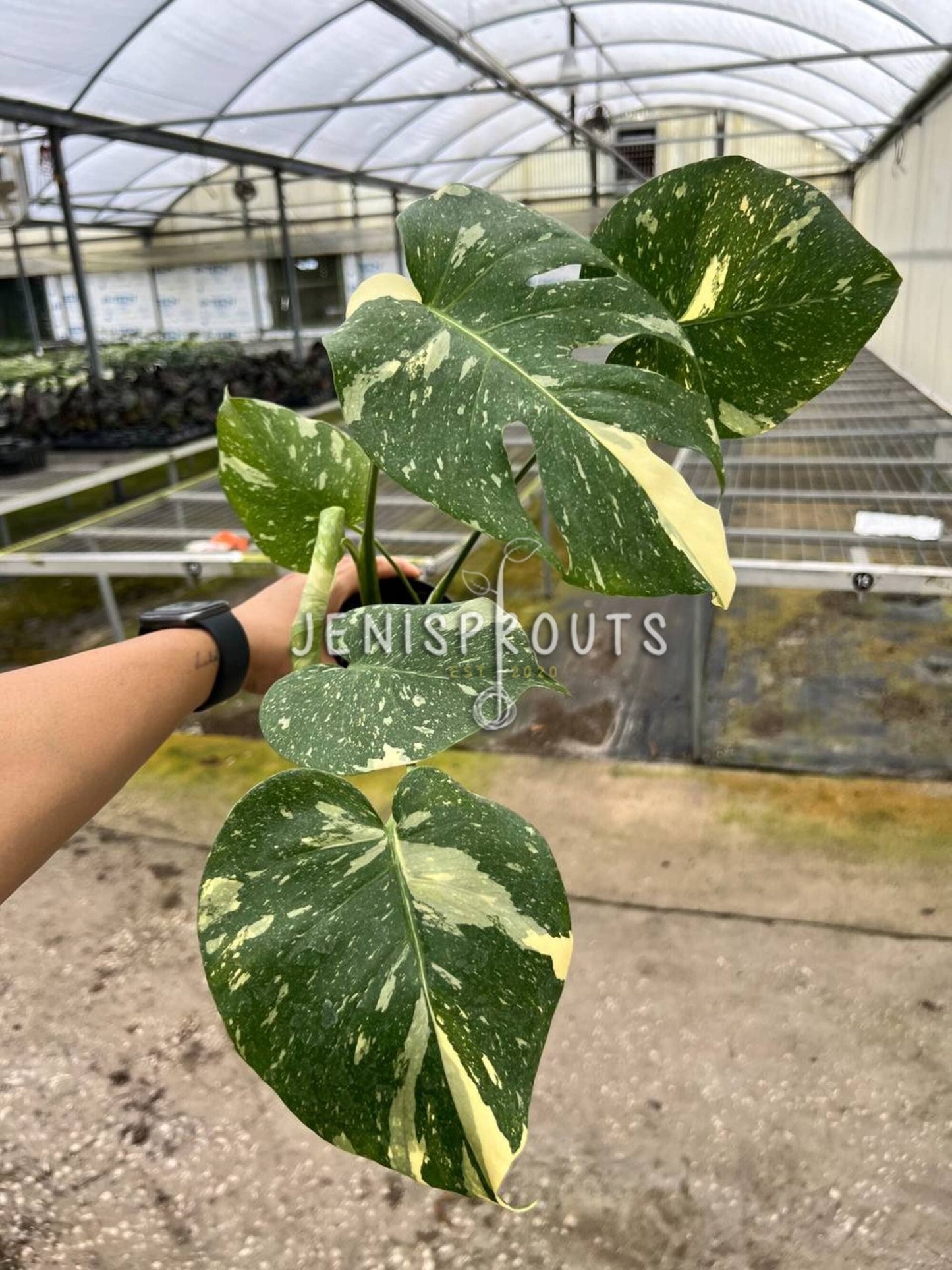 4" Monstera Thai Constellation