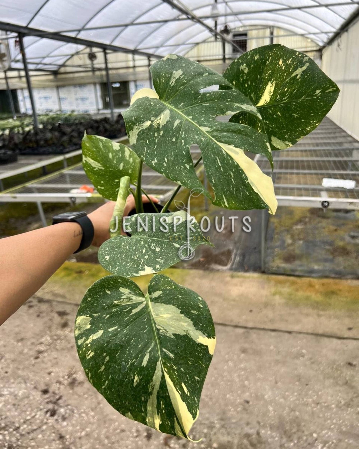 4" Monstera Thai Constellation