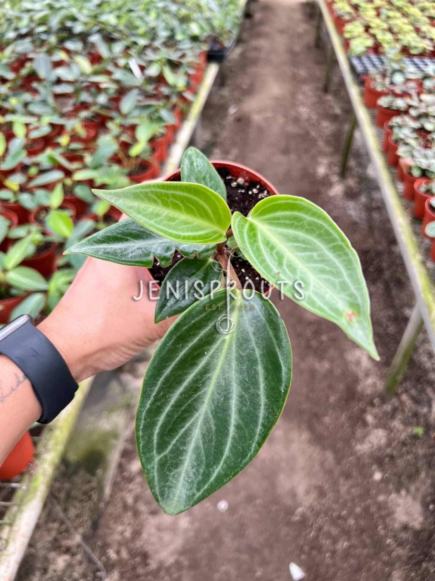 4" Peperomia Maculosa
