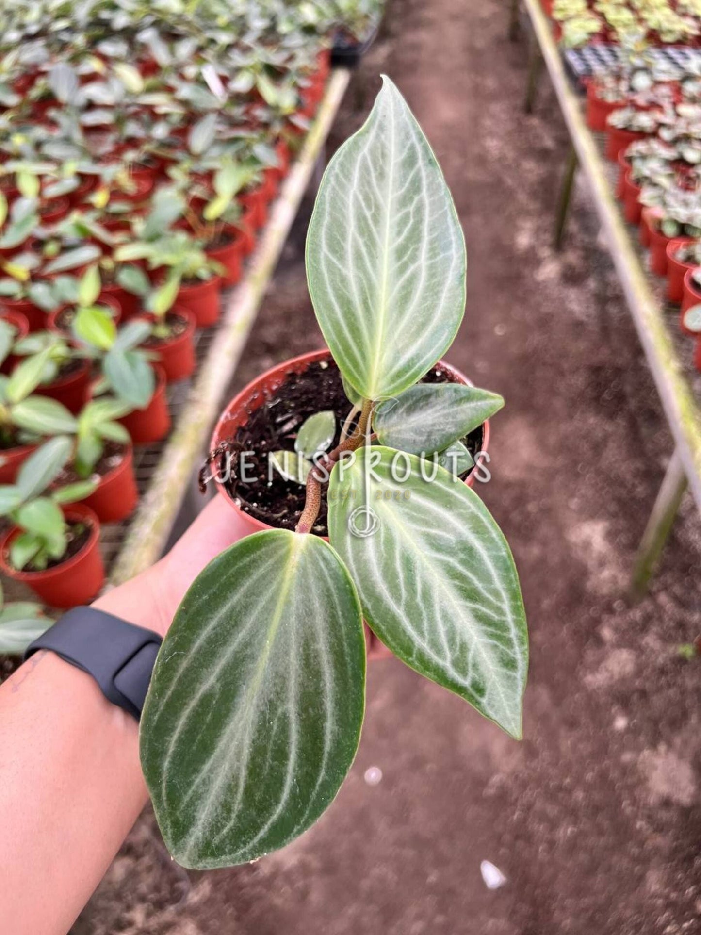 4" Peperomia Maculosa