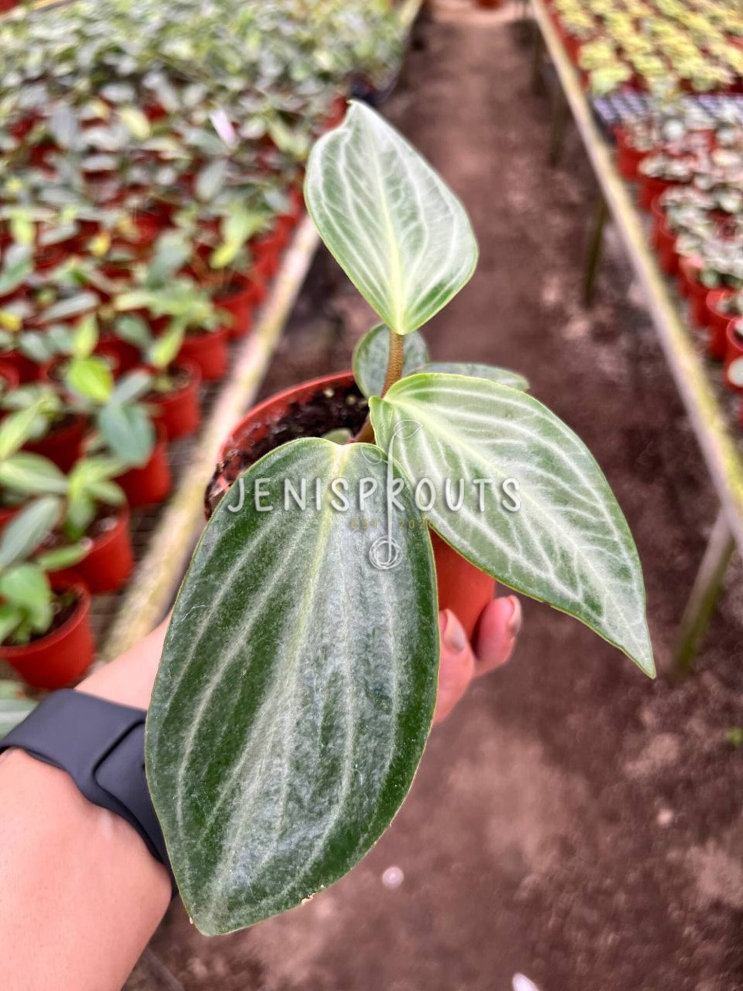 4" Peperomia Maculosa