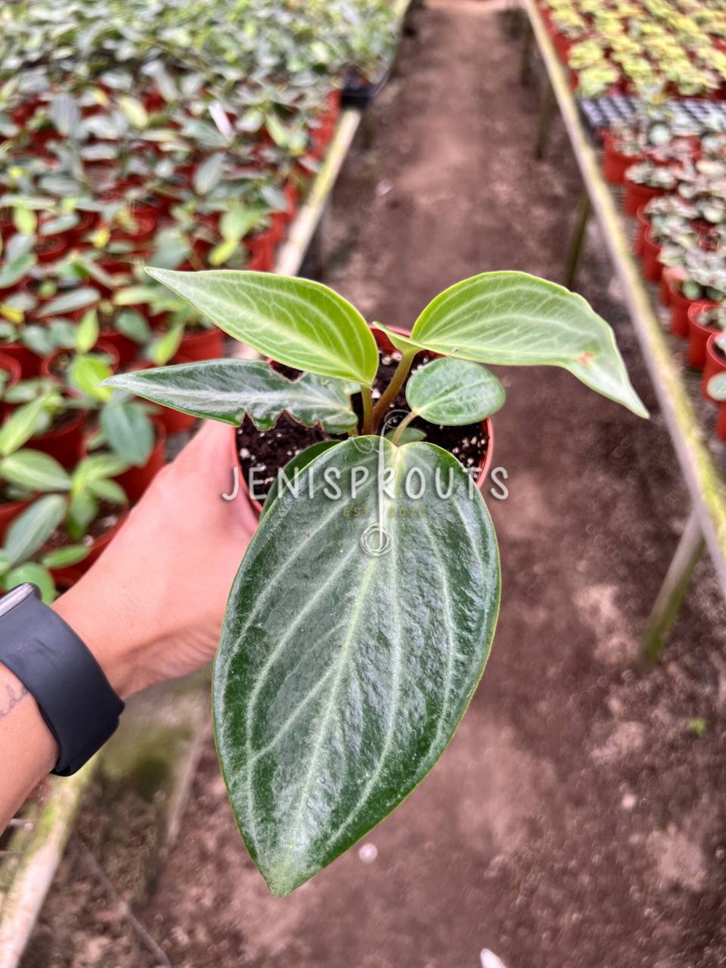 4" Peperomia Maculosa