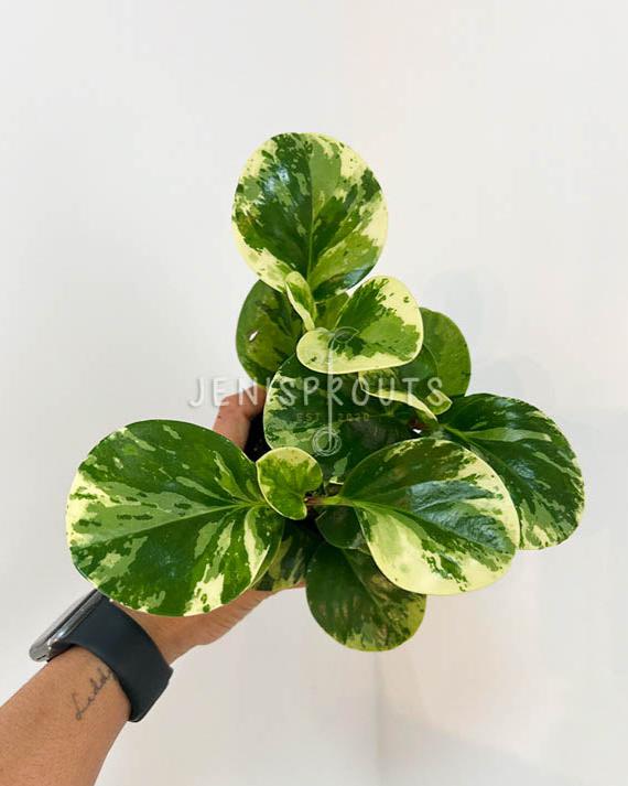 4" Peperomia Obtusifolia Marble