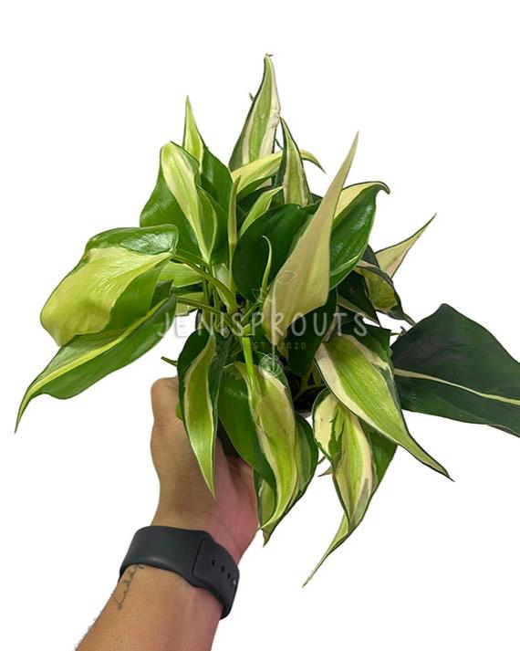 4" Philodendron Silver Stripe