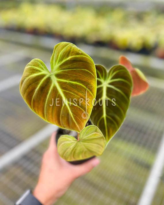 4" Philodendron El Choco Red