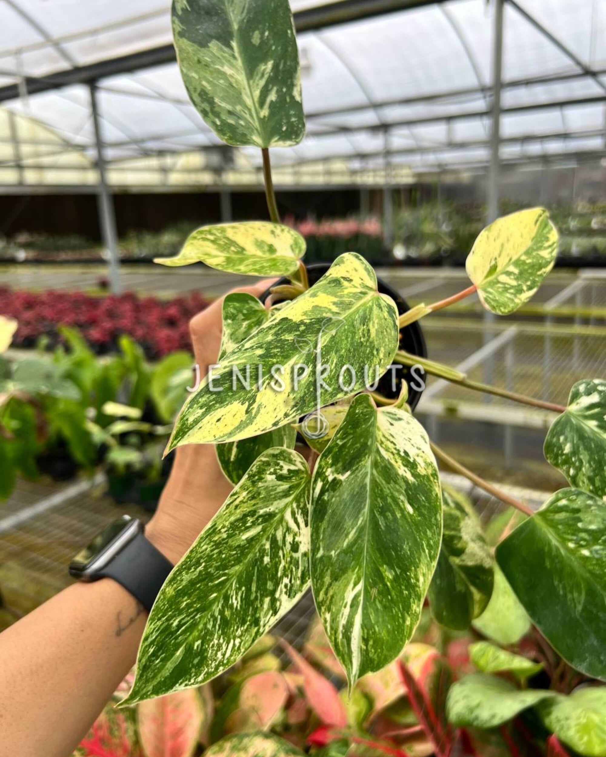 philodendron green emerald care 4" Philodendron Emerald King