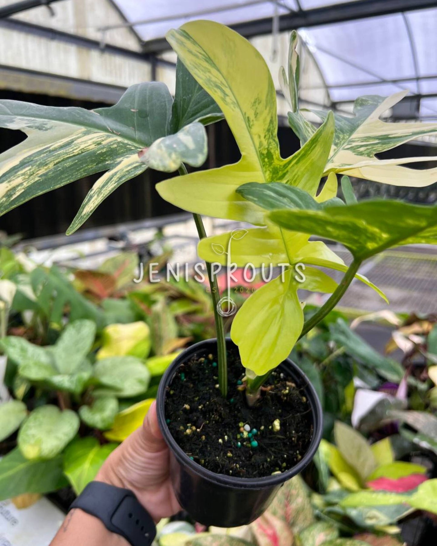 4” Philodendron Florida Beauty x Mayoi