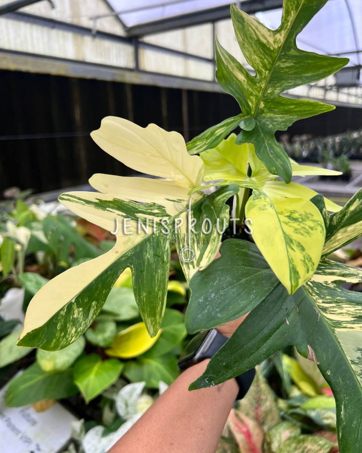 4” Philodendron Florida Beauty x Mayoi