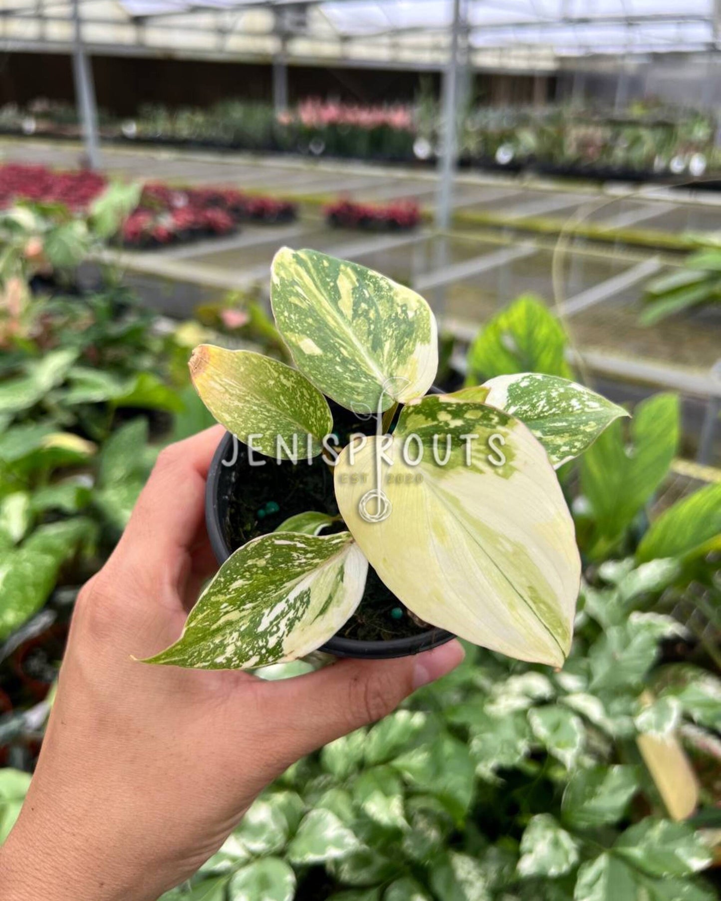 3" Philodendron Gloriosum Variegated