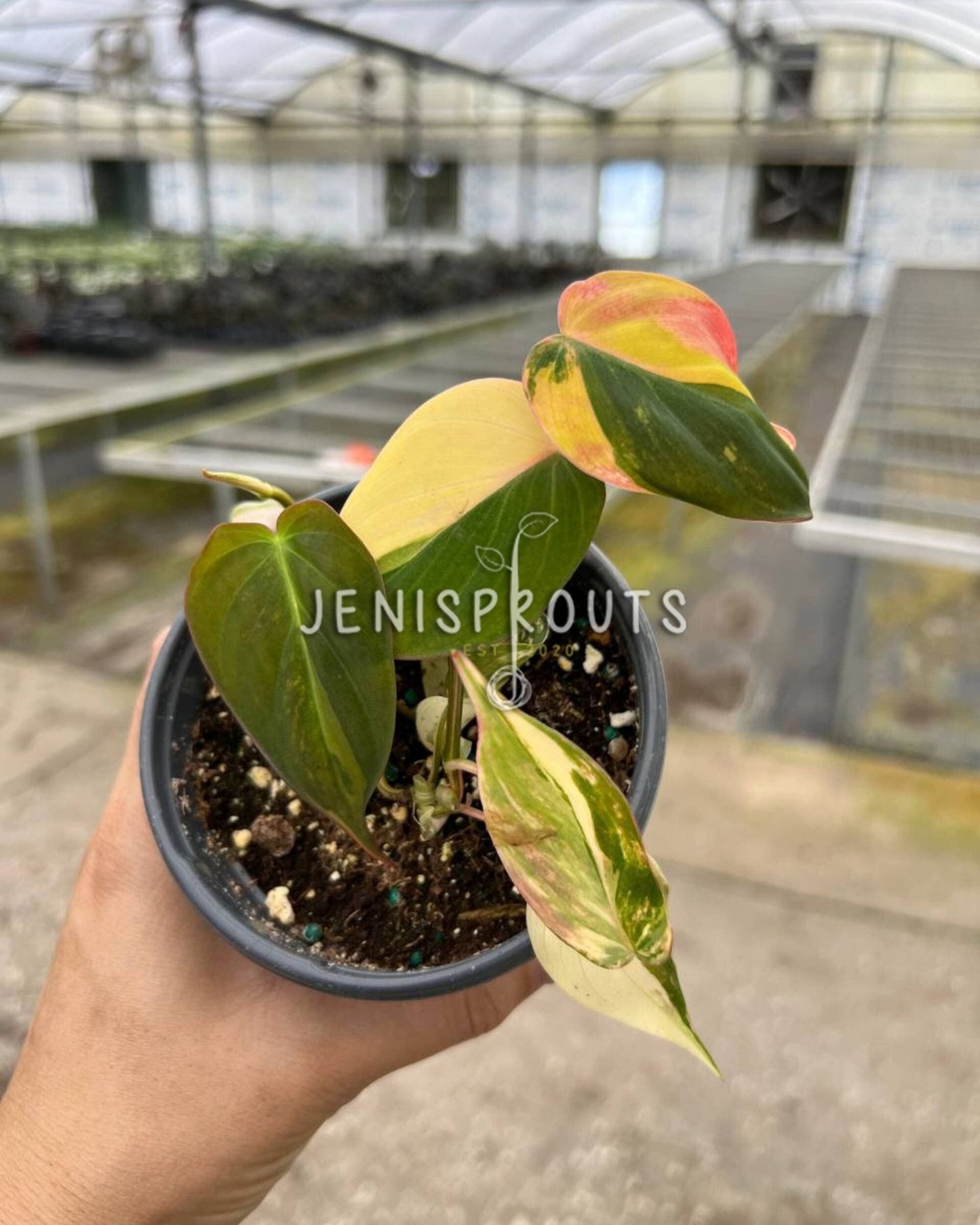 4" Philodendron Micans Variegated (one stem)