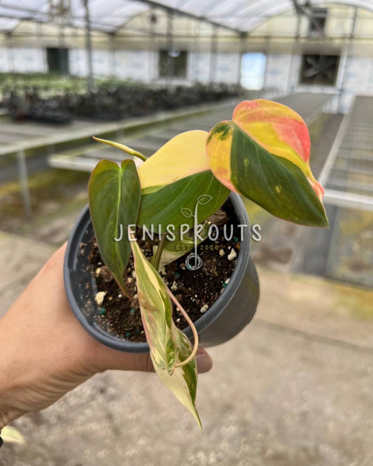 4" Philodendron Micans Variegated (one stem)