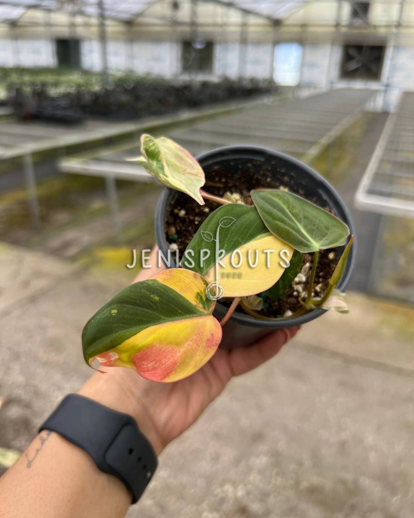 4" Philodendron Micans Variegated (one stem)