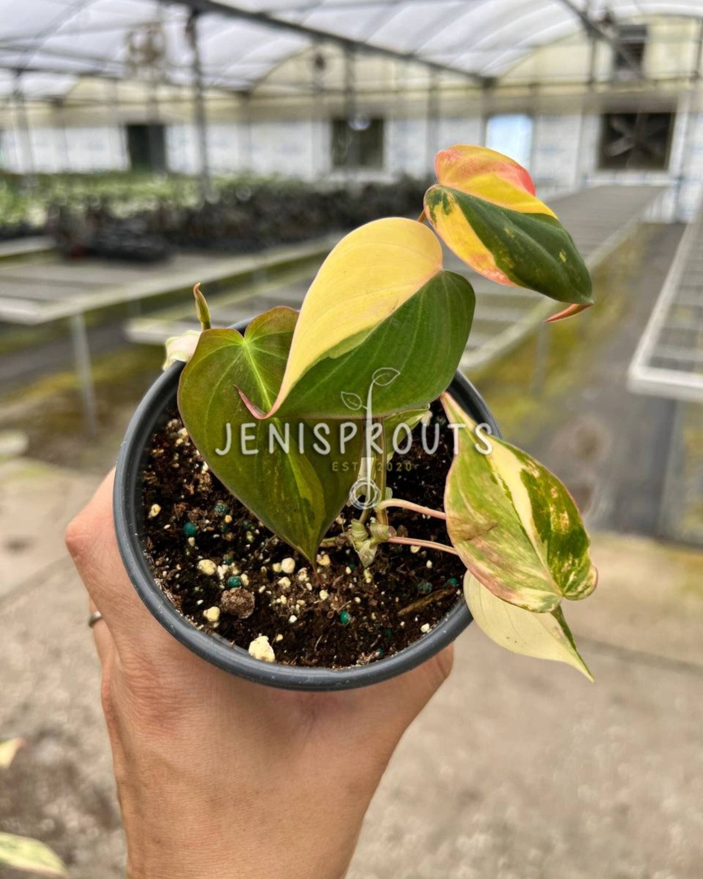 4" Philodendron Micans Variegated (one stem)