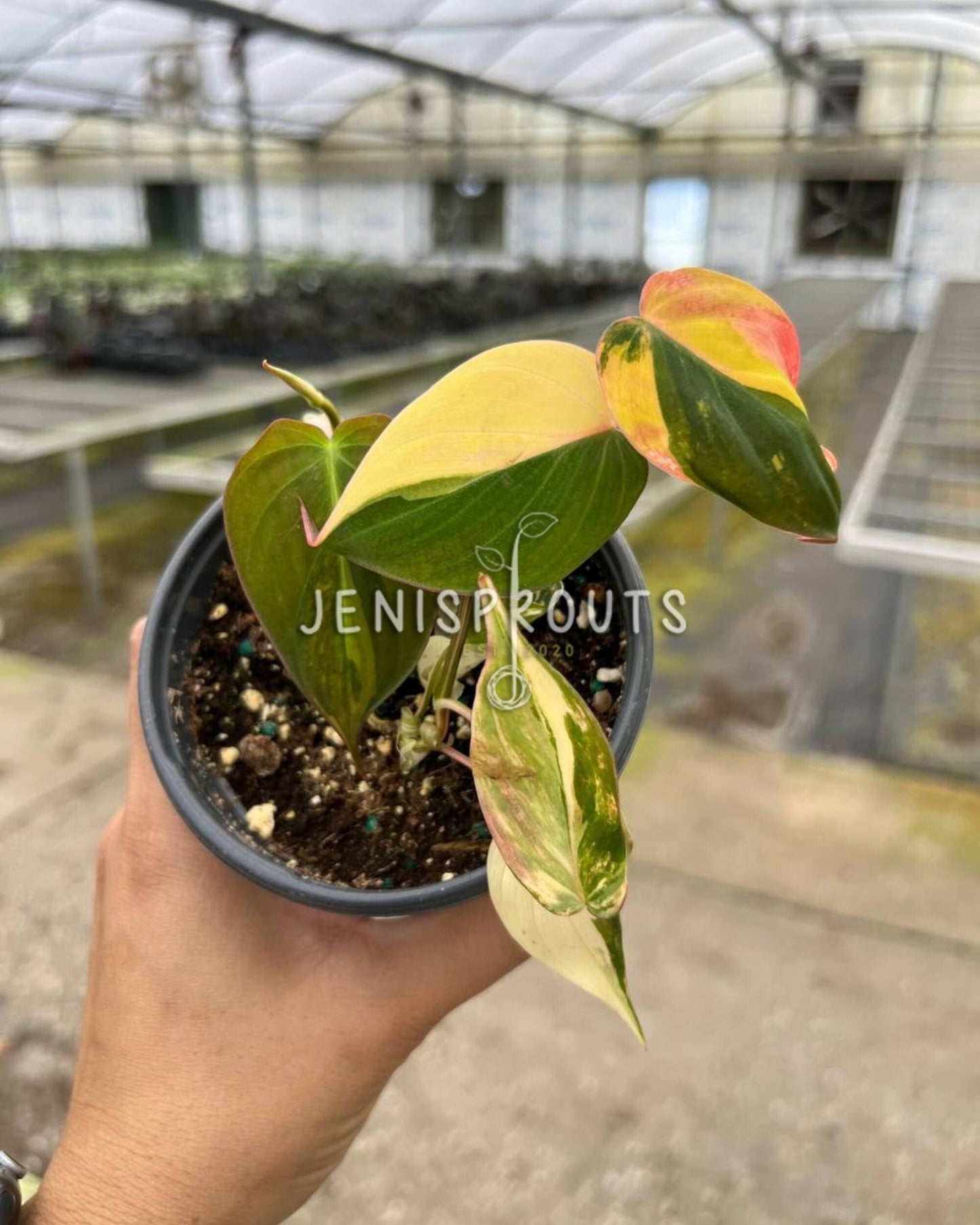 4" Philodendron Micans Variegated (one stem)
