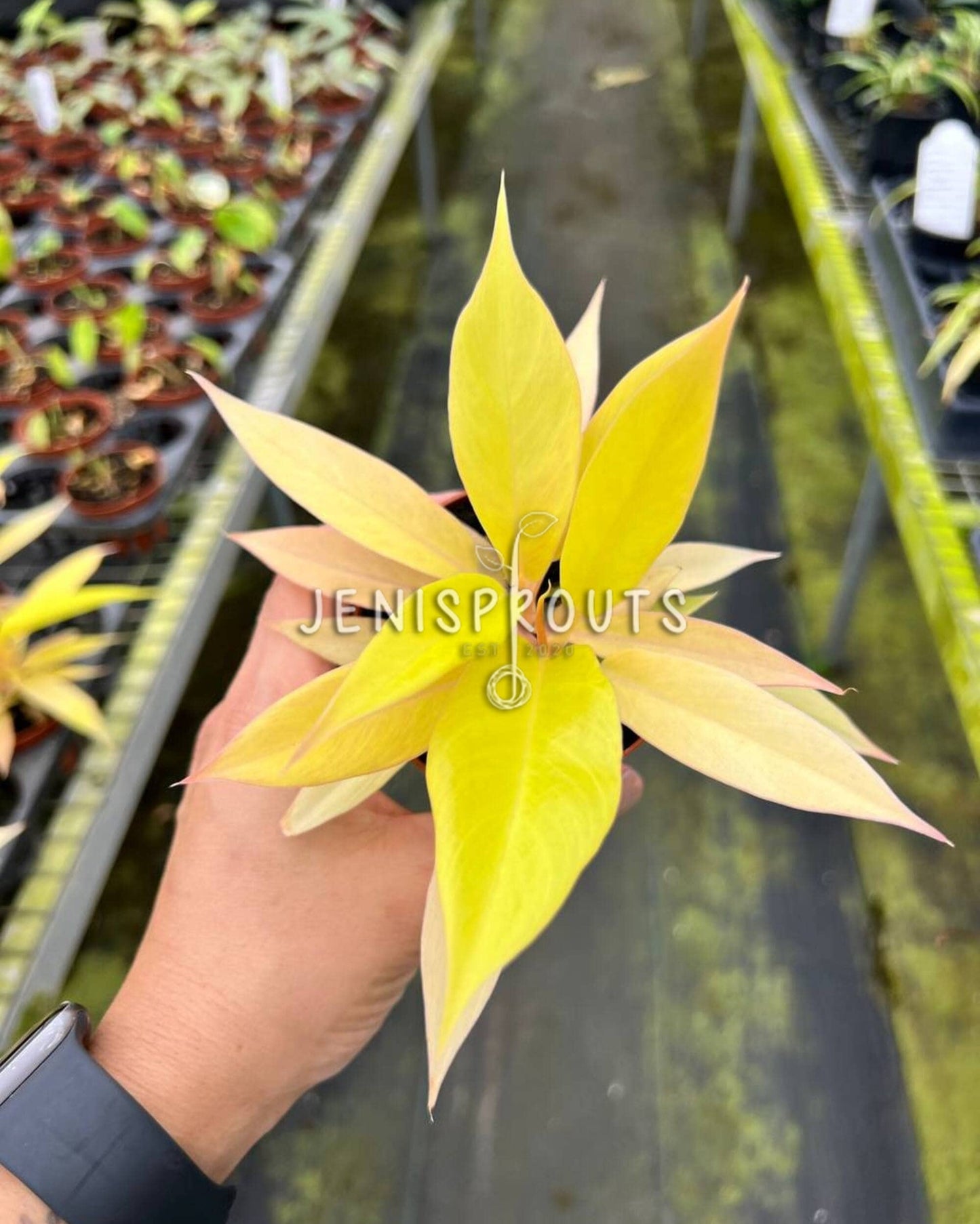 3" Philodendron Pluto Gold