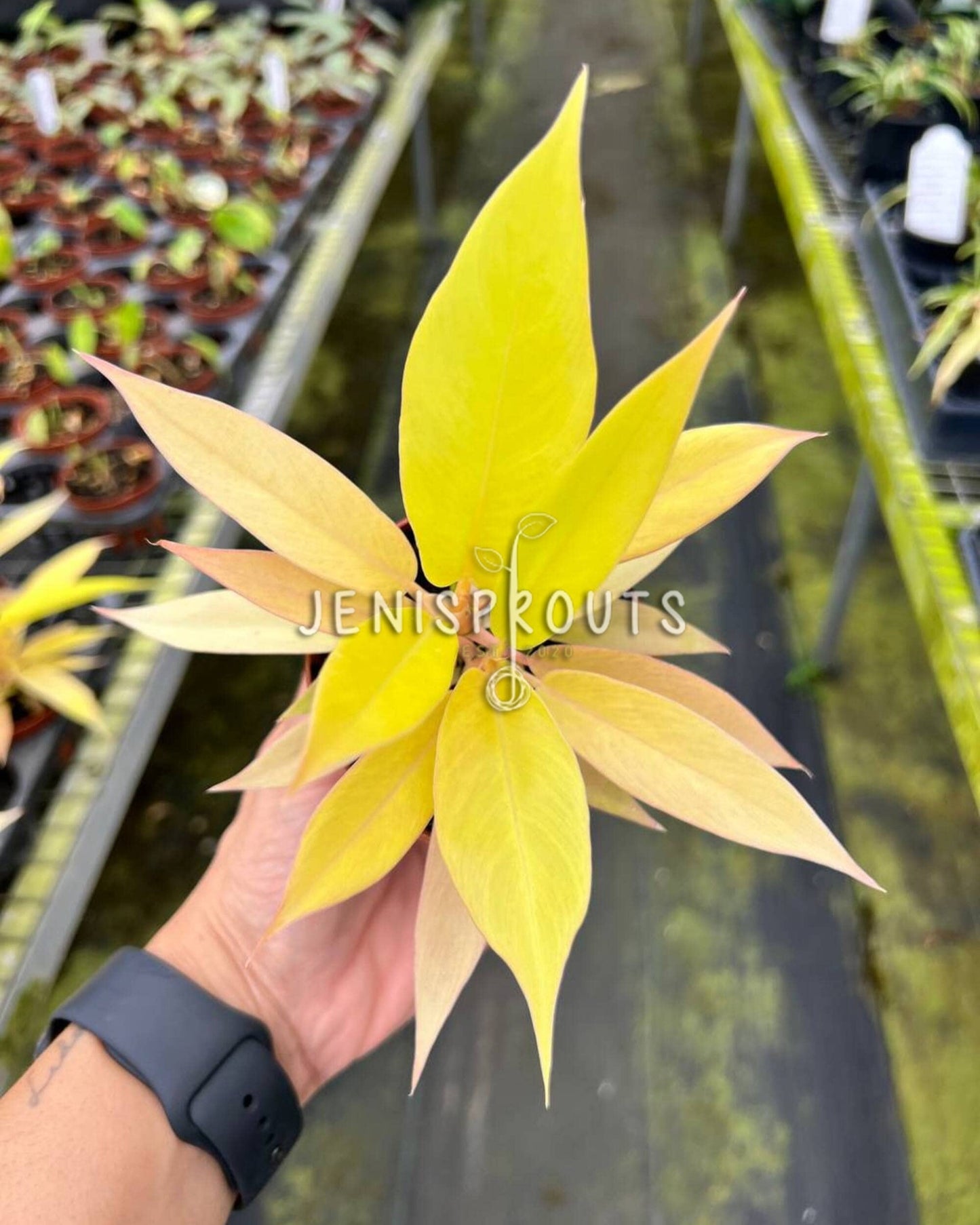 3" Philodendron Pluto Gold