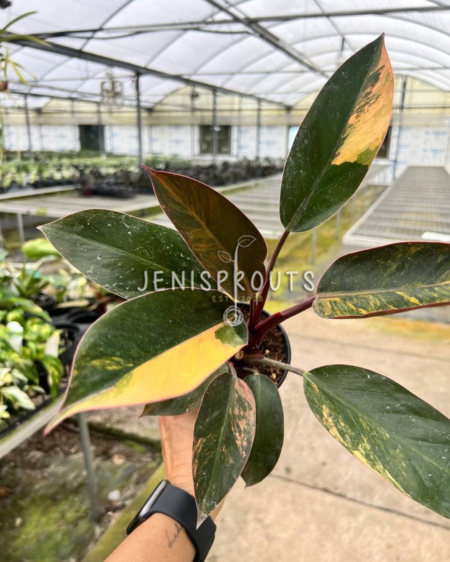 4" Philodendron Red Congo Variegated