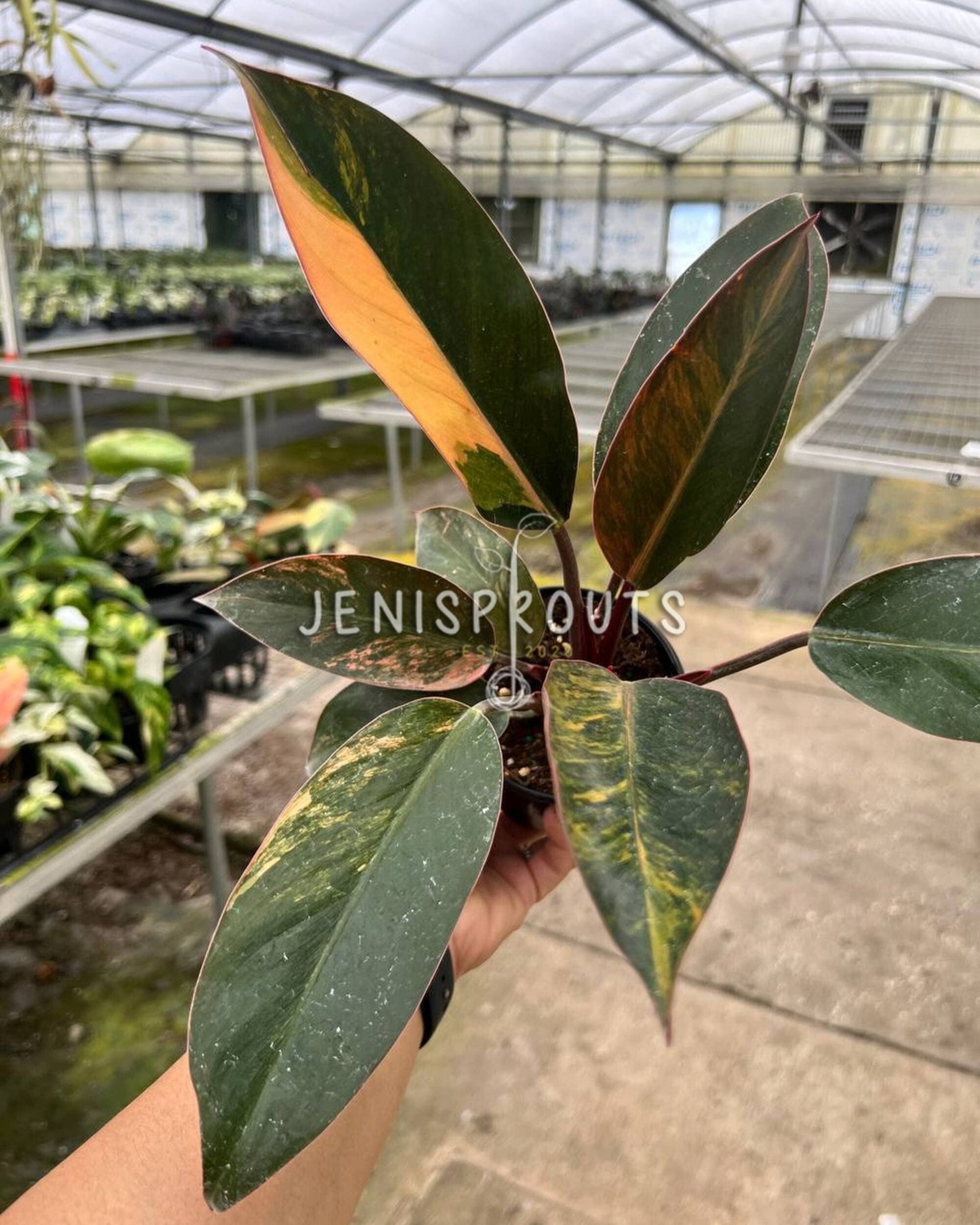 4" Philodendron Red Congo Variegated