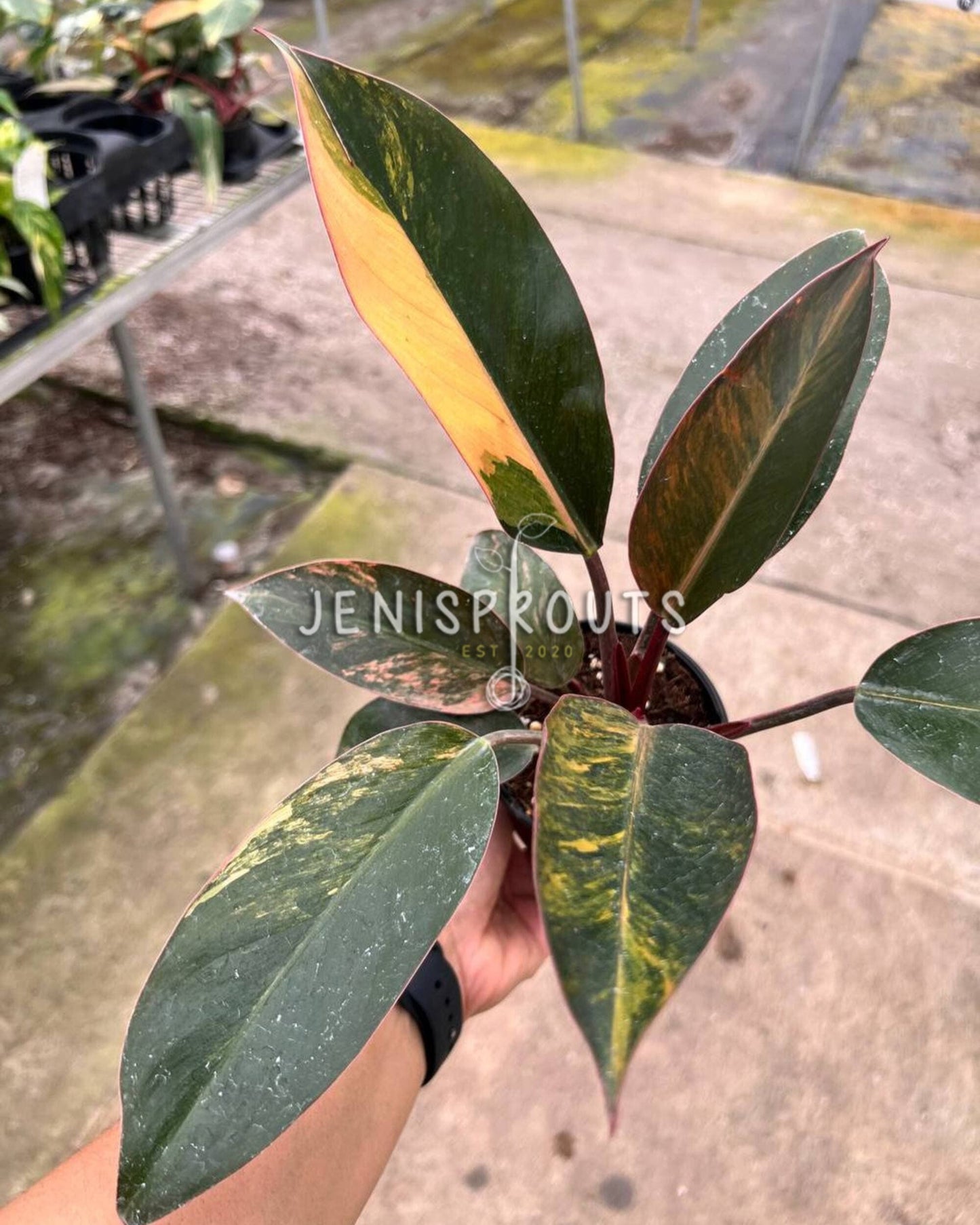 4" Philodendron Red Congo Variegated