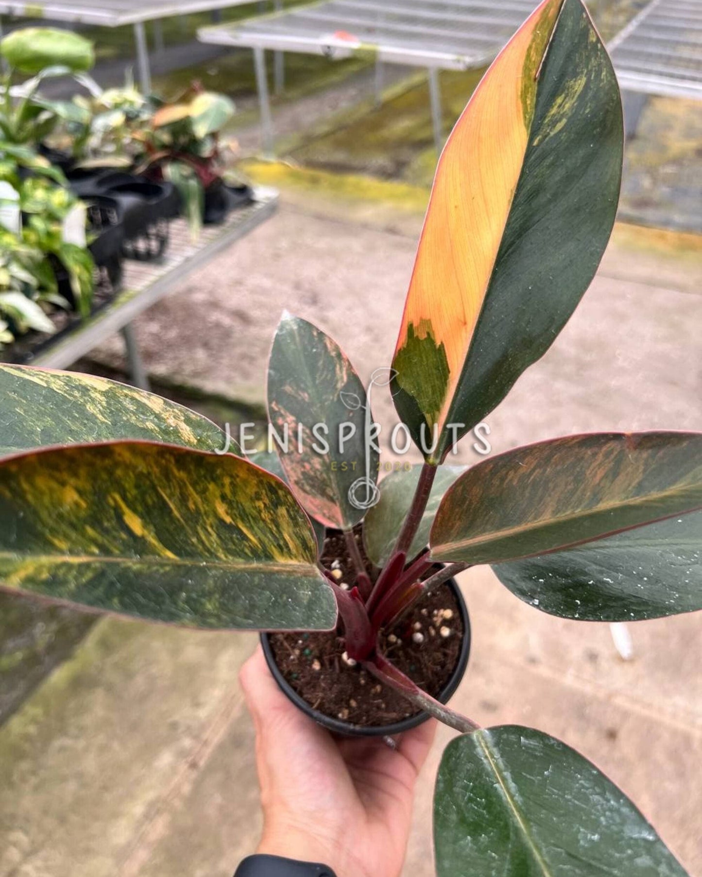 4" Philodendron Red Congo Variegated