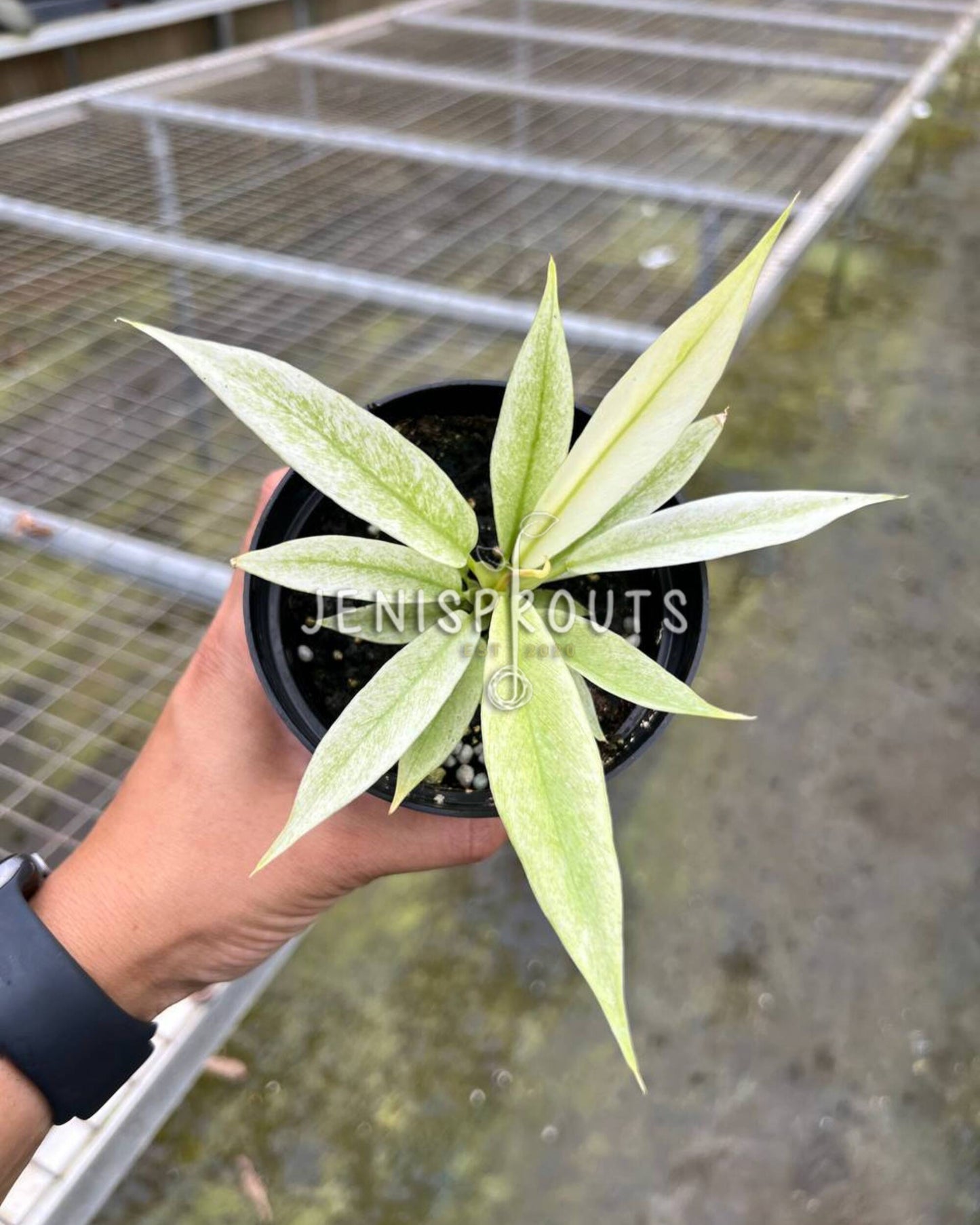 4" Philodendron Ring of Fire Mint