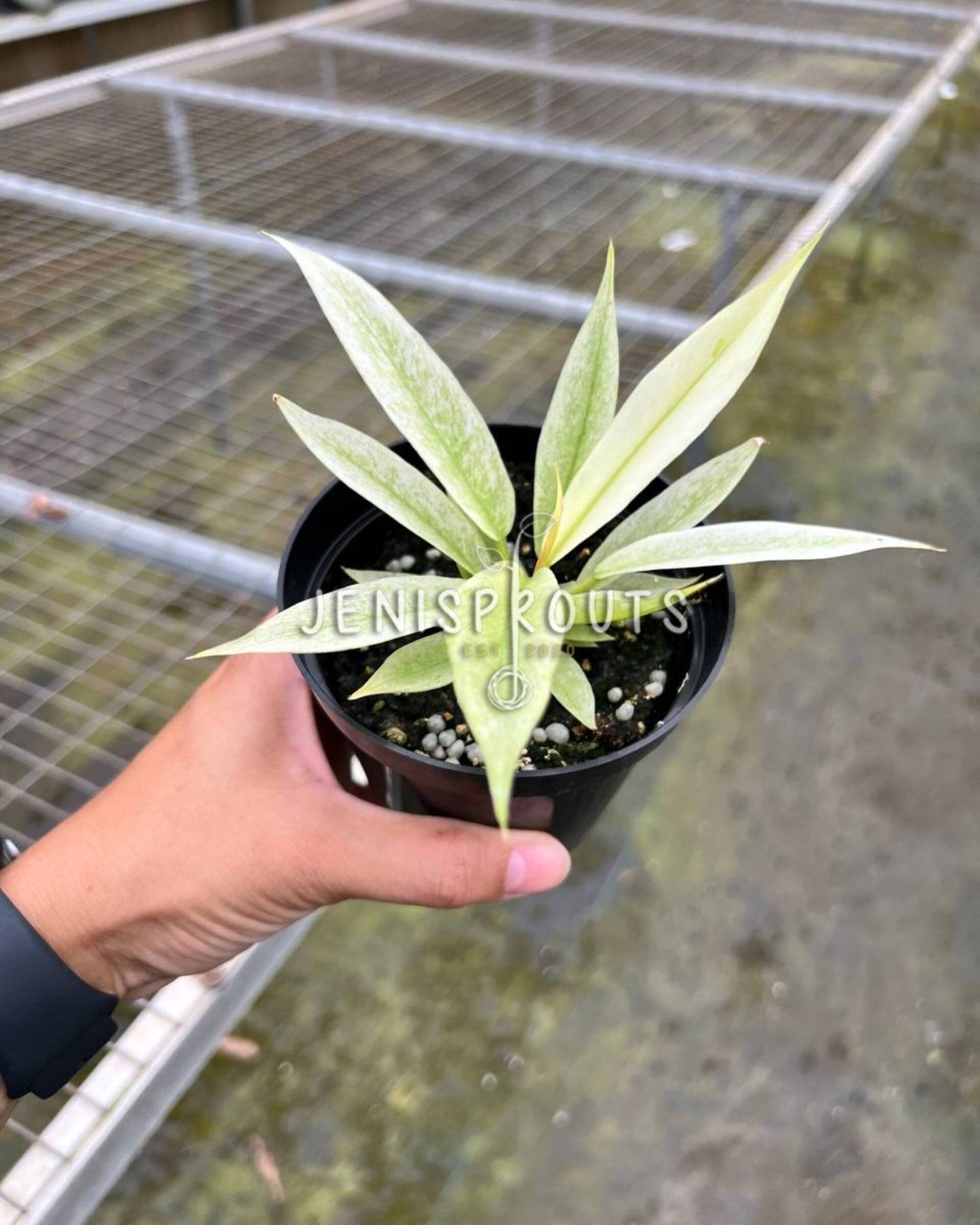 4" Philodendron Ring of Fire Mint
